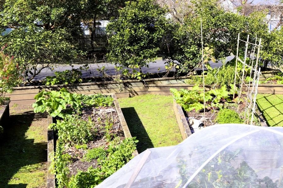 Epsom community centre garden vegetable beds and fruit trees