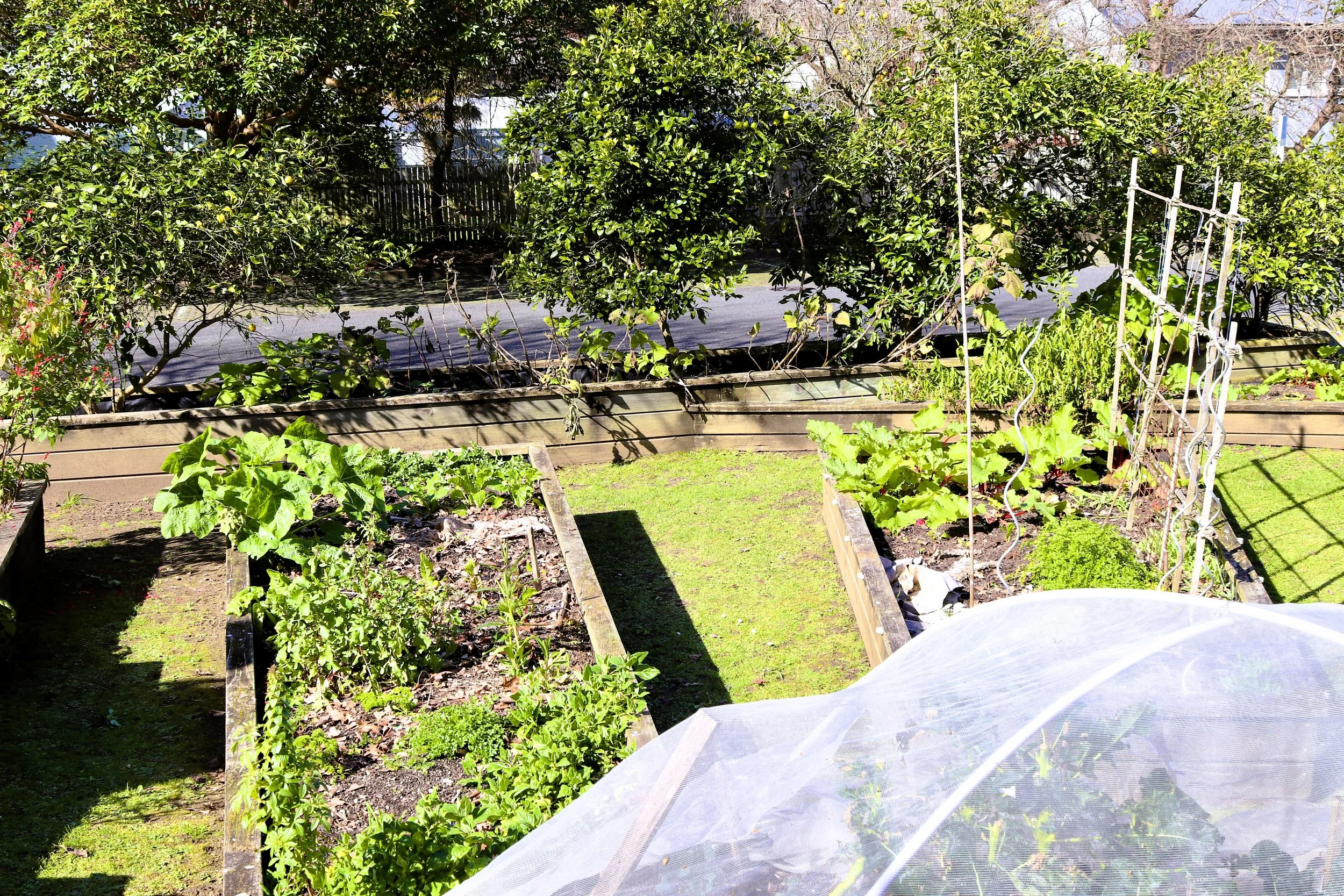 A backyard vegetable garden with raised beds, various green leafy plants, and tall trellises, surrounded by trees and shrubs, on a sunny day.