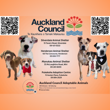 Auckland Council Adoptable Animals