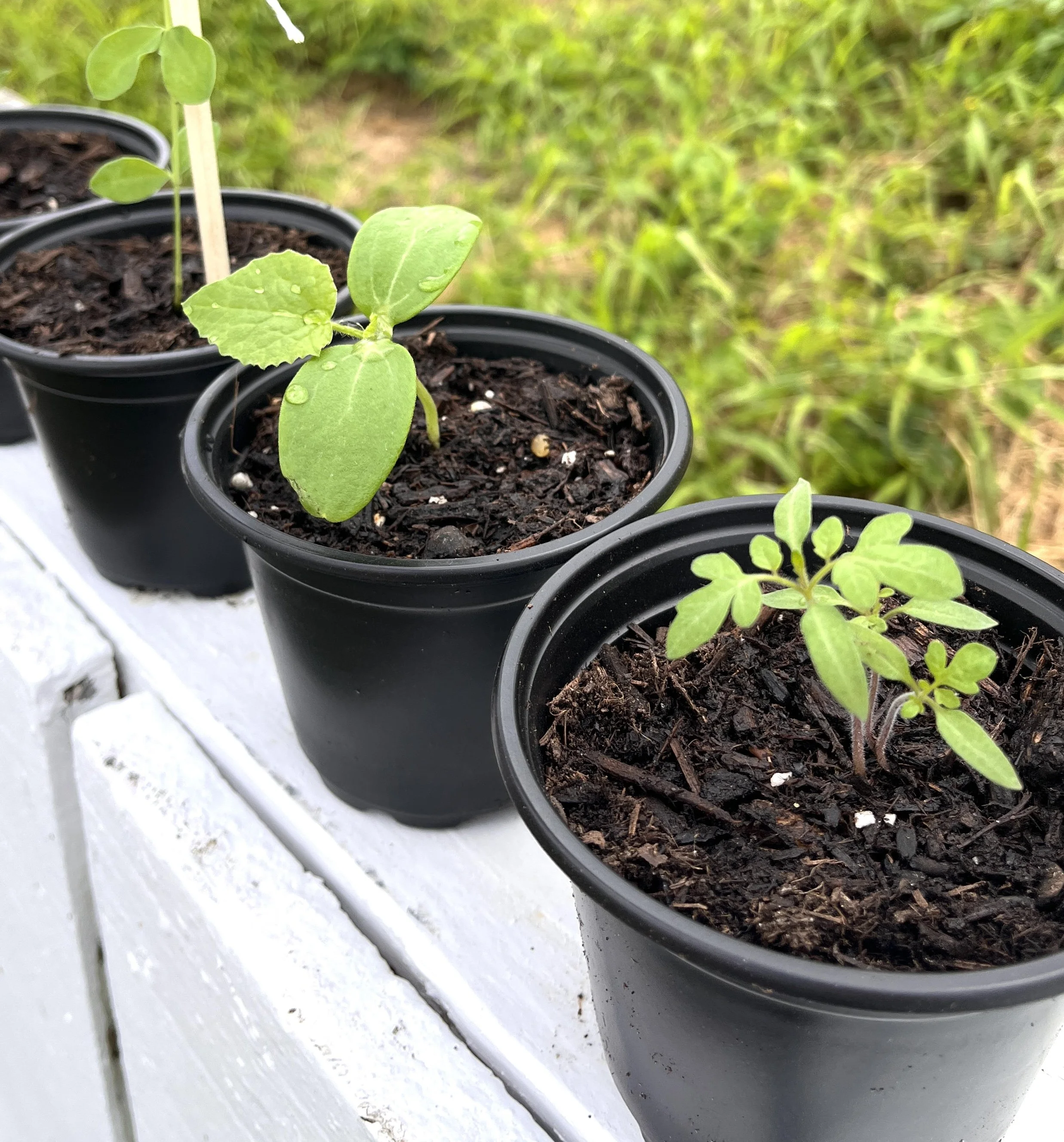 Sweet pea, cantaloupe, and tomato seedlings.