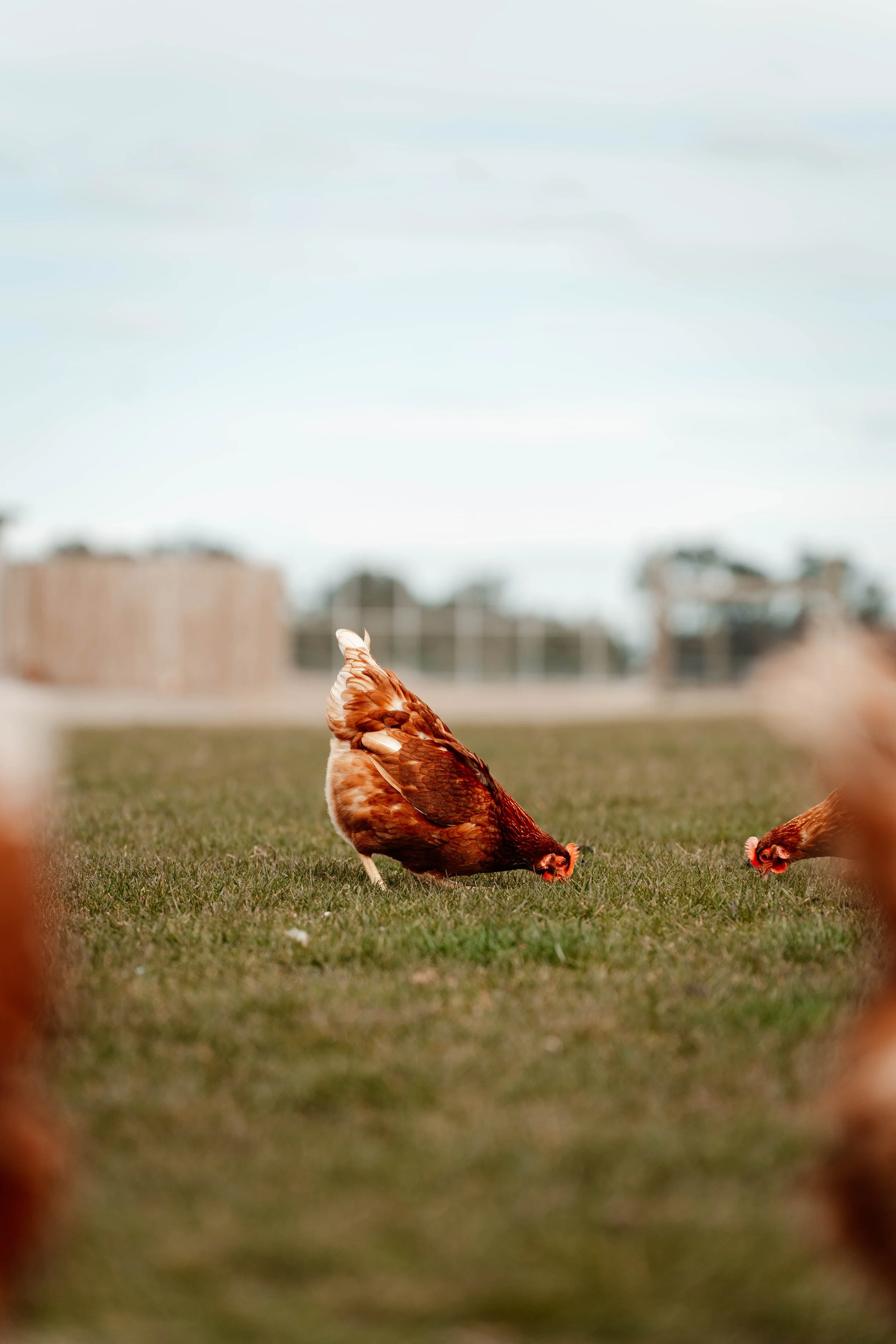 Two chickens peck at grass on a field with buildings in the background under a cloudy sky.
