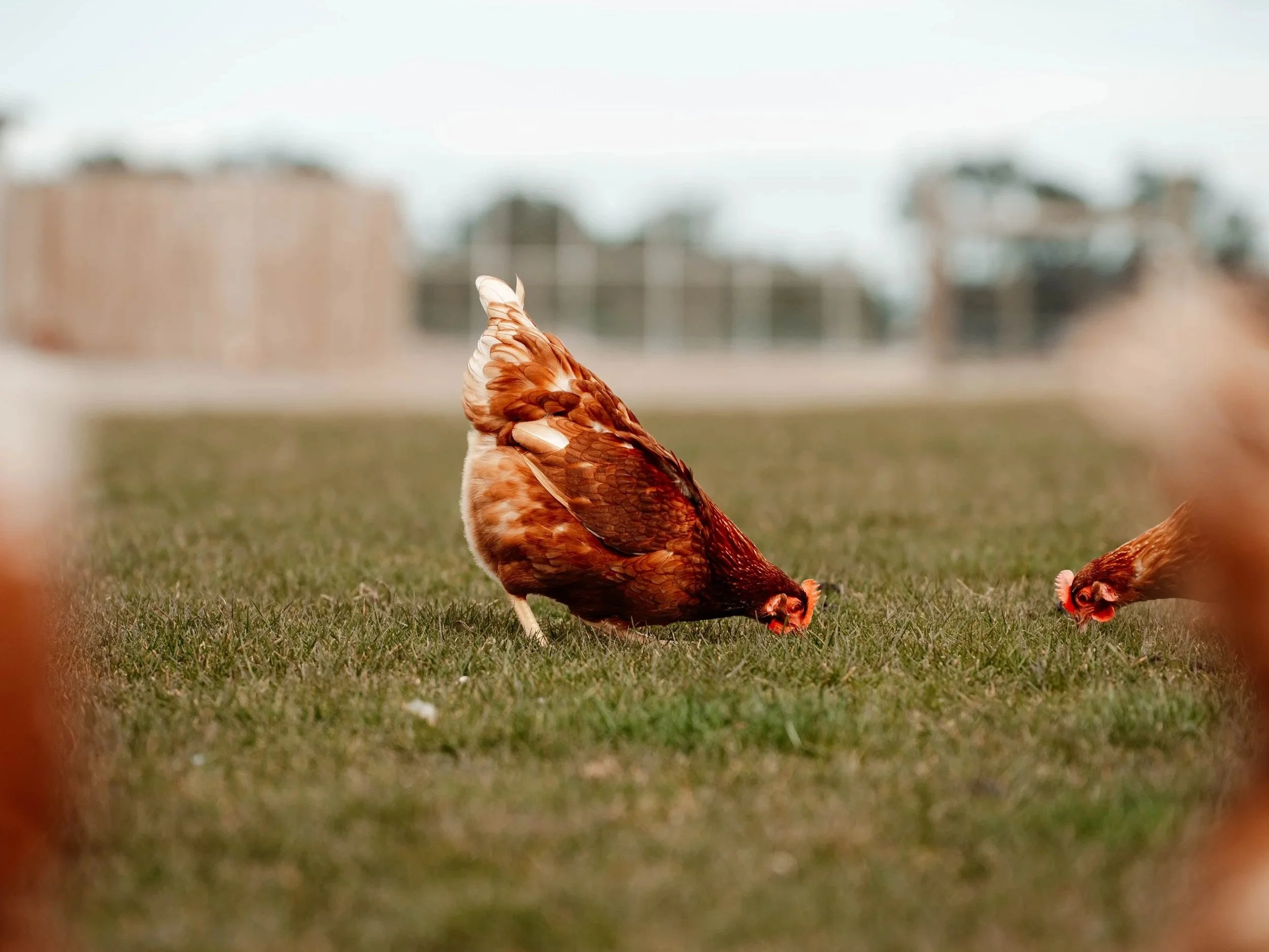 Two chickens peck at the grass on a field, with blurred buildings in the background.