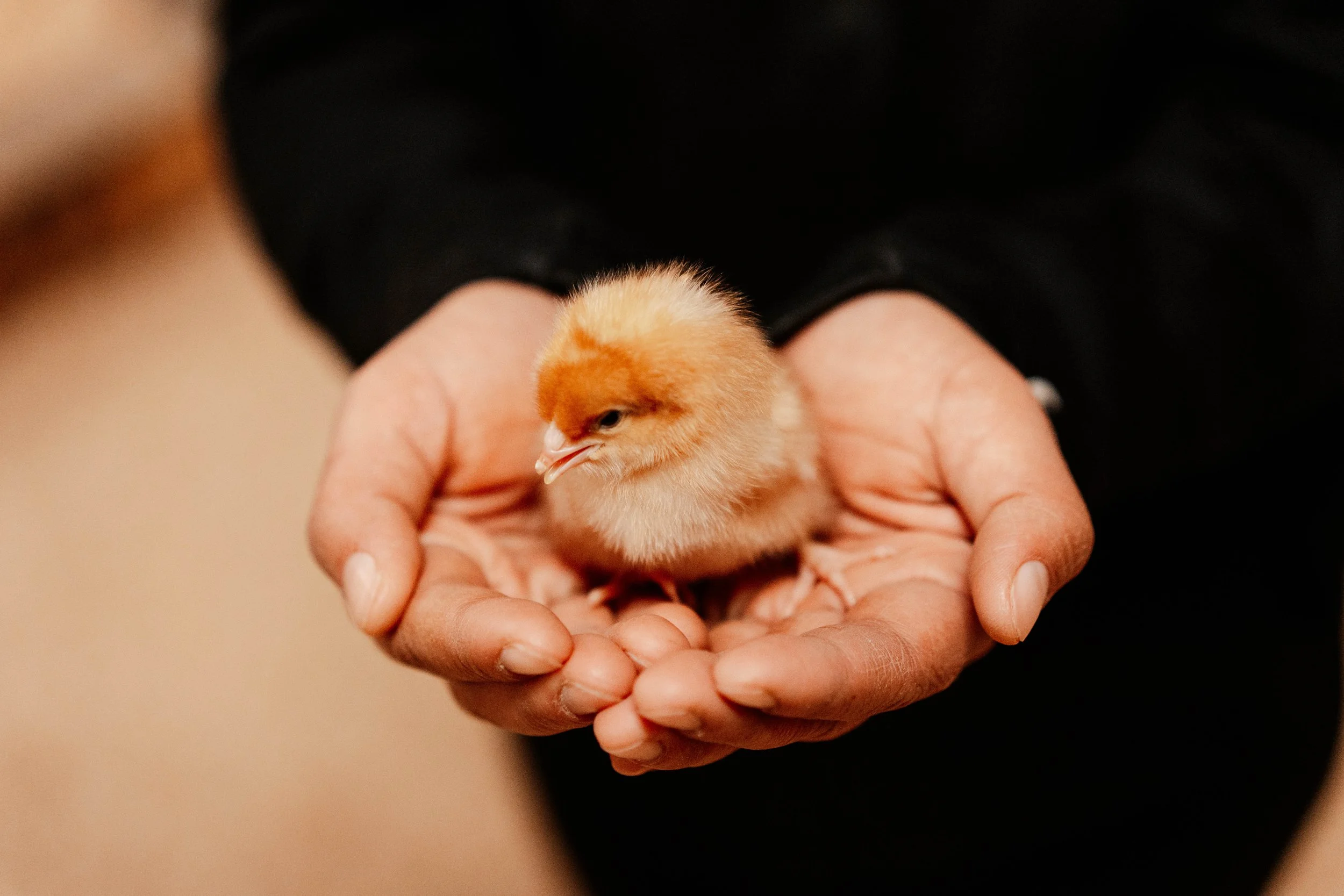 Person holding a small, fluffy, yellow chick in their hands, with a black background.