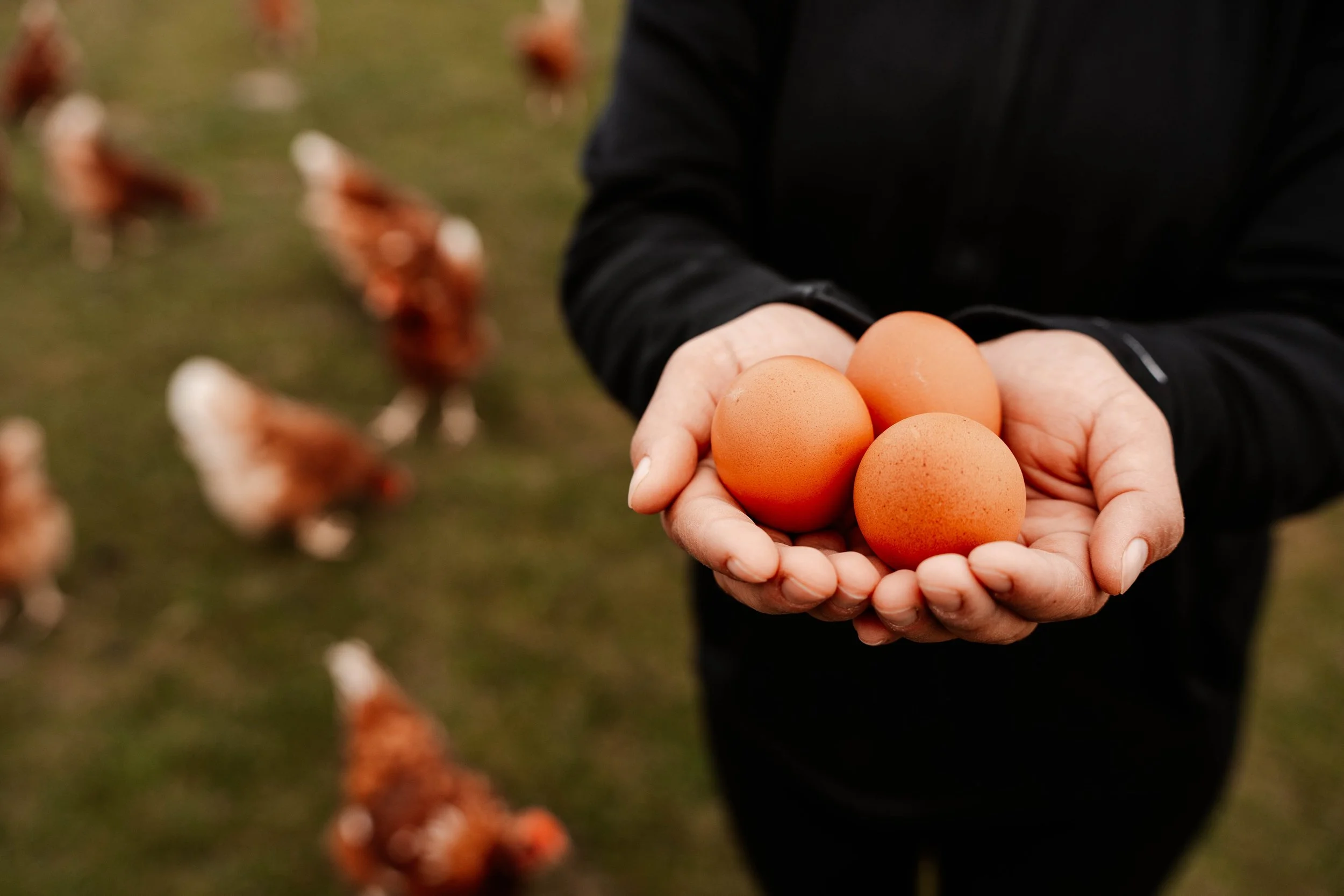 A person in a black jacket holds four brown eggs in their cupped hands, with a blurred background of a farm or pasture.
