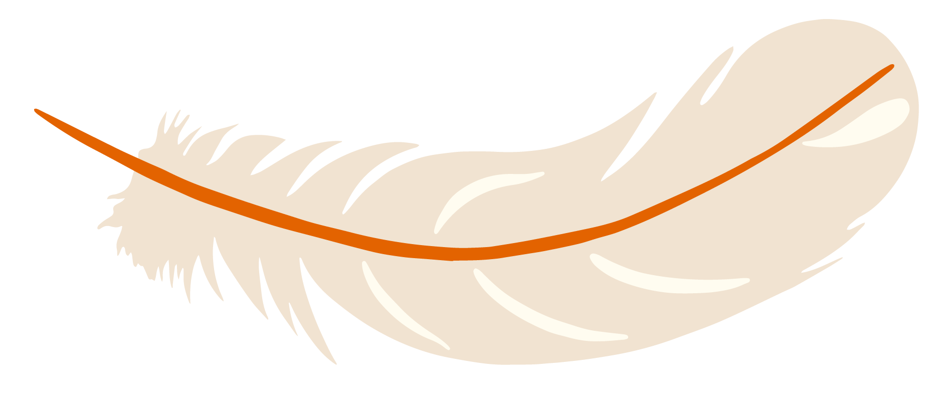 Illustration of a bird feather with a curved shape, light beige color, and detailed barbs and rachis.