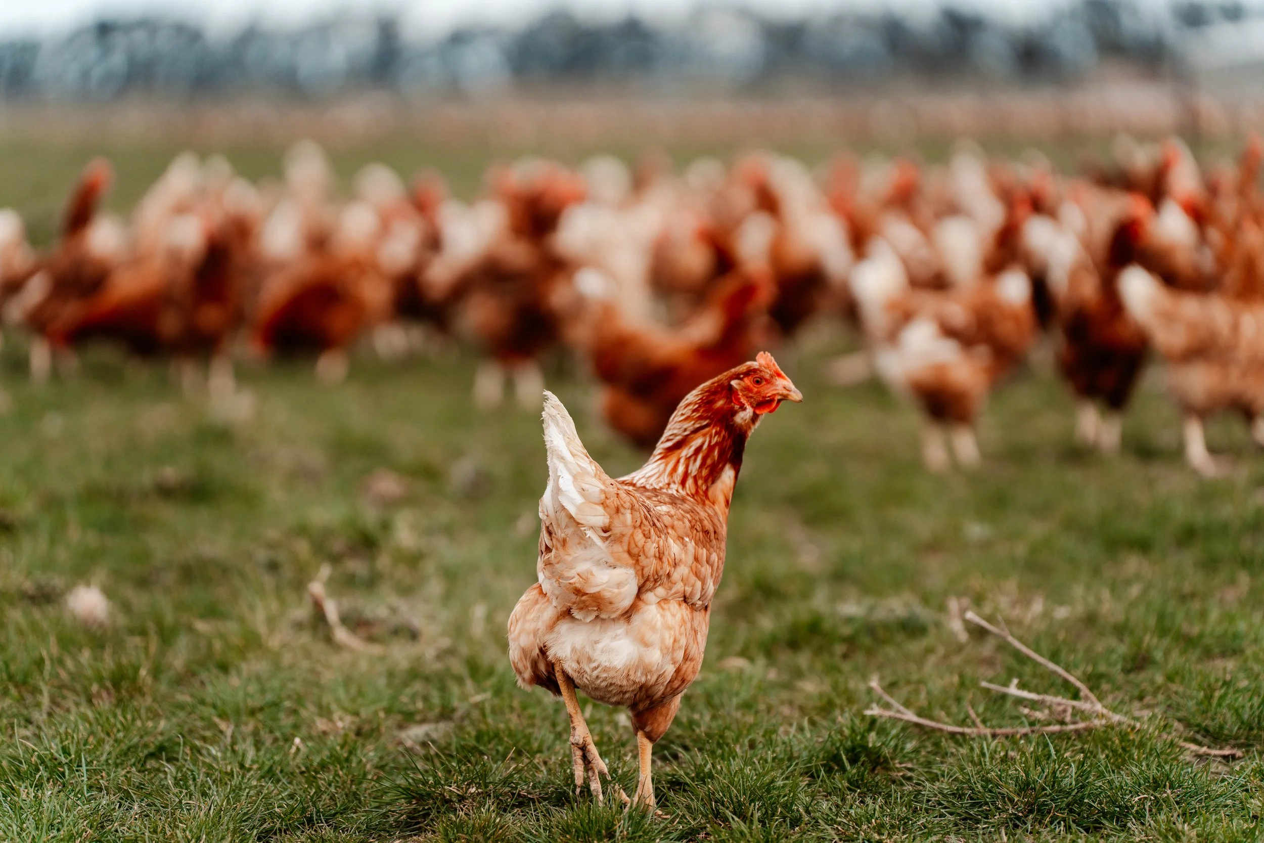 A hen walking on green grass with a flock of chickens in the background on a farm.
