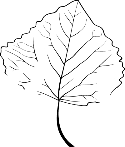 A black and white illustration of a leaf.