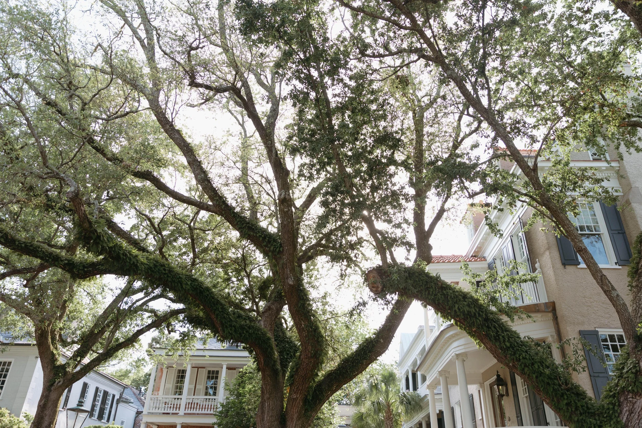 Large tree with sprawling branches and green leaves in front of a row of white houses with black shutters and porches.