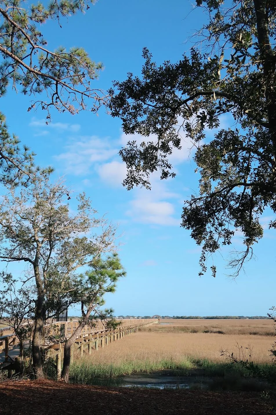A walkway runs through a grassy marsh area, framed by tall trees with sparse foliage, under a bright blue sky with some clouds.