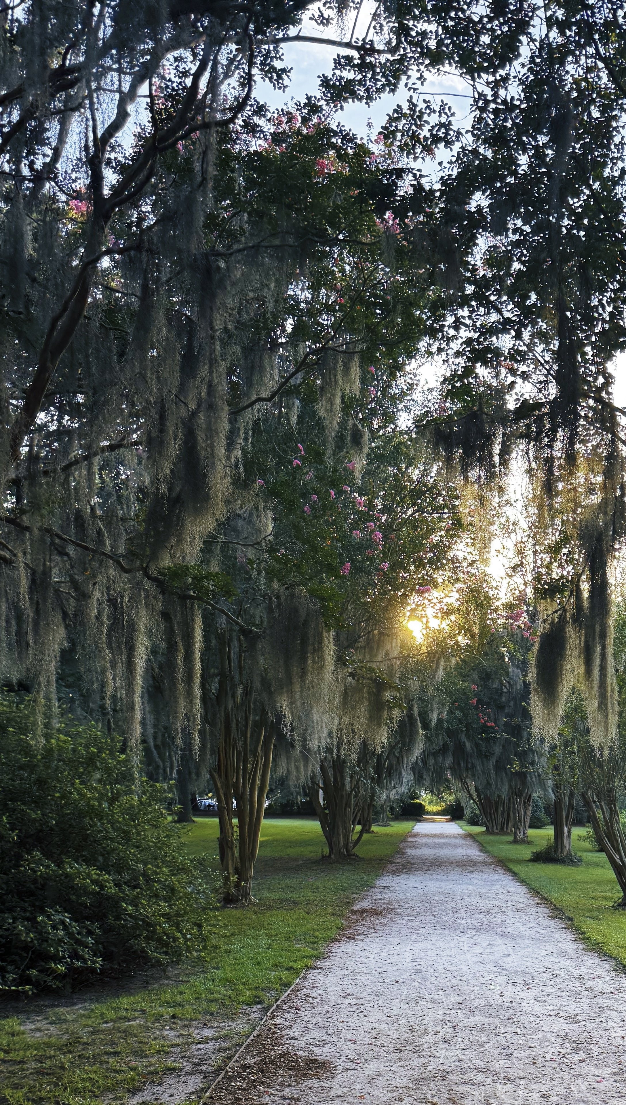 A gravel path in a park lined with trees and Spanish moss hanging from branches, with sunlight peeking through the trees.