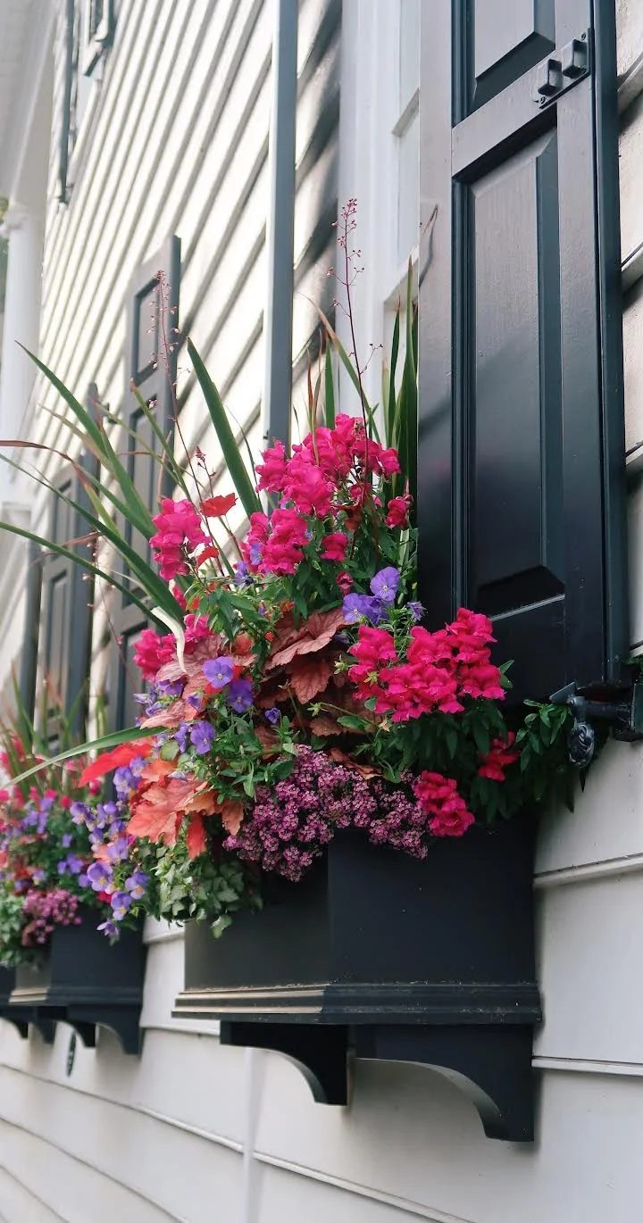 Window flower boxes filled with pink, purple, and red flowers on a house exterior with beige siding and black shutters.