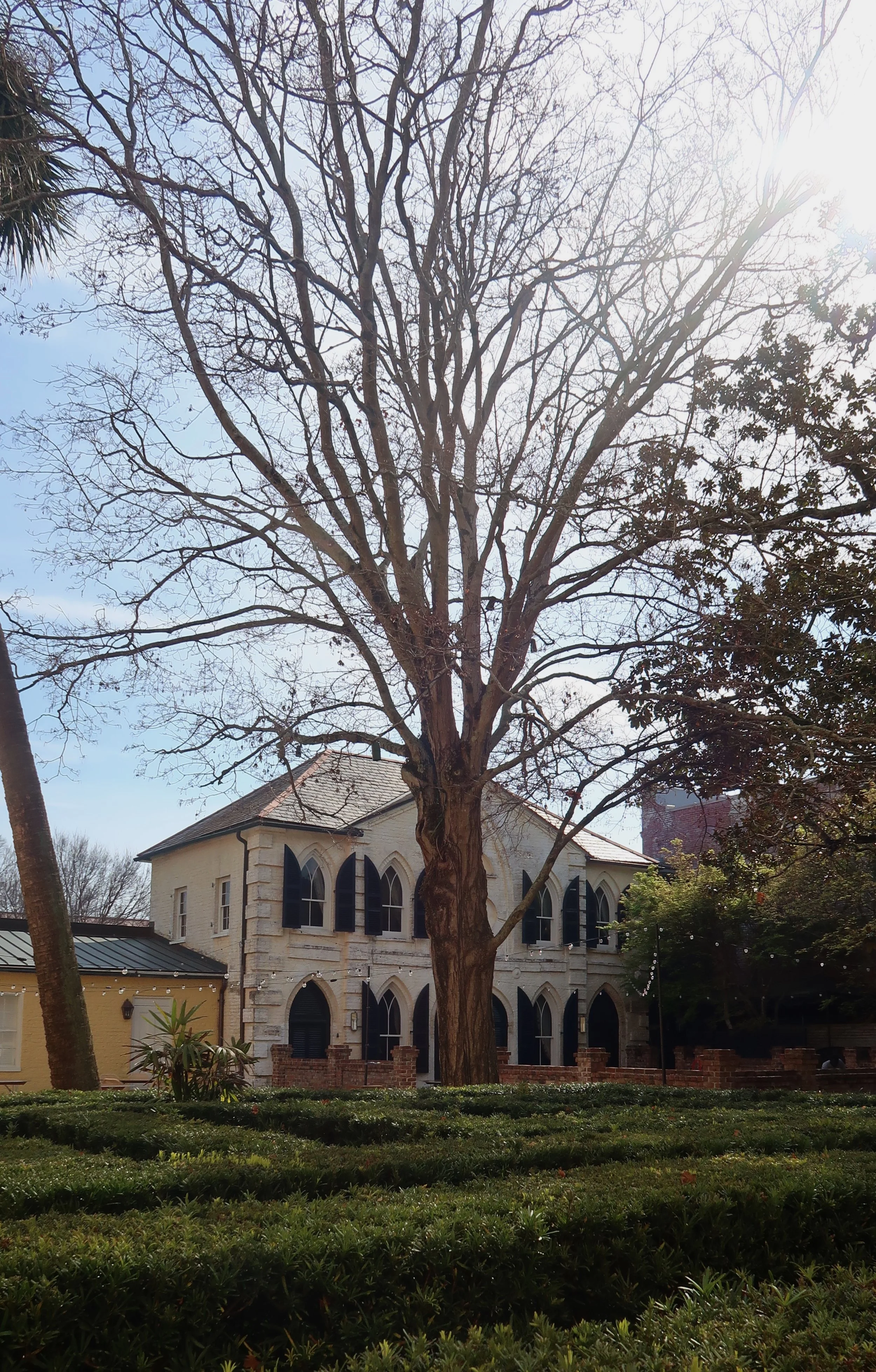 A large leafless tree stands in front of a historic-style building with arched windows and a decorative facade. The scene includes a grassy area with shrubbery and additional trees in the background, with sunlight filtering through the branches.