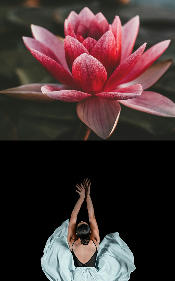 A pink and red water lily flower with dark green leaves in the background, followed by a dancer with arms raised in a dance pose, wearing a black top and light blue flowing skirt against a black background.