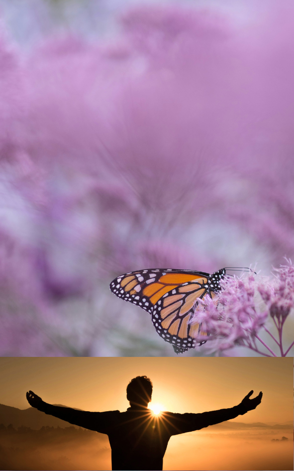 A butterfly perched on pink flowers in a soft-focus background above a person with arms raised at sunrise.