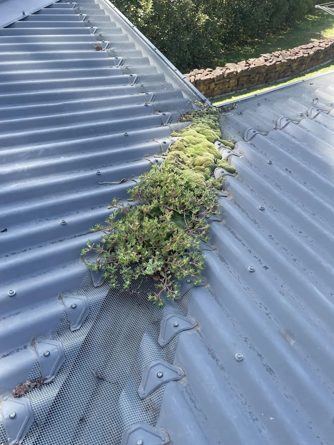 Blocked gutter full of leaves before cleaning, Berry