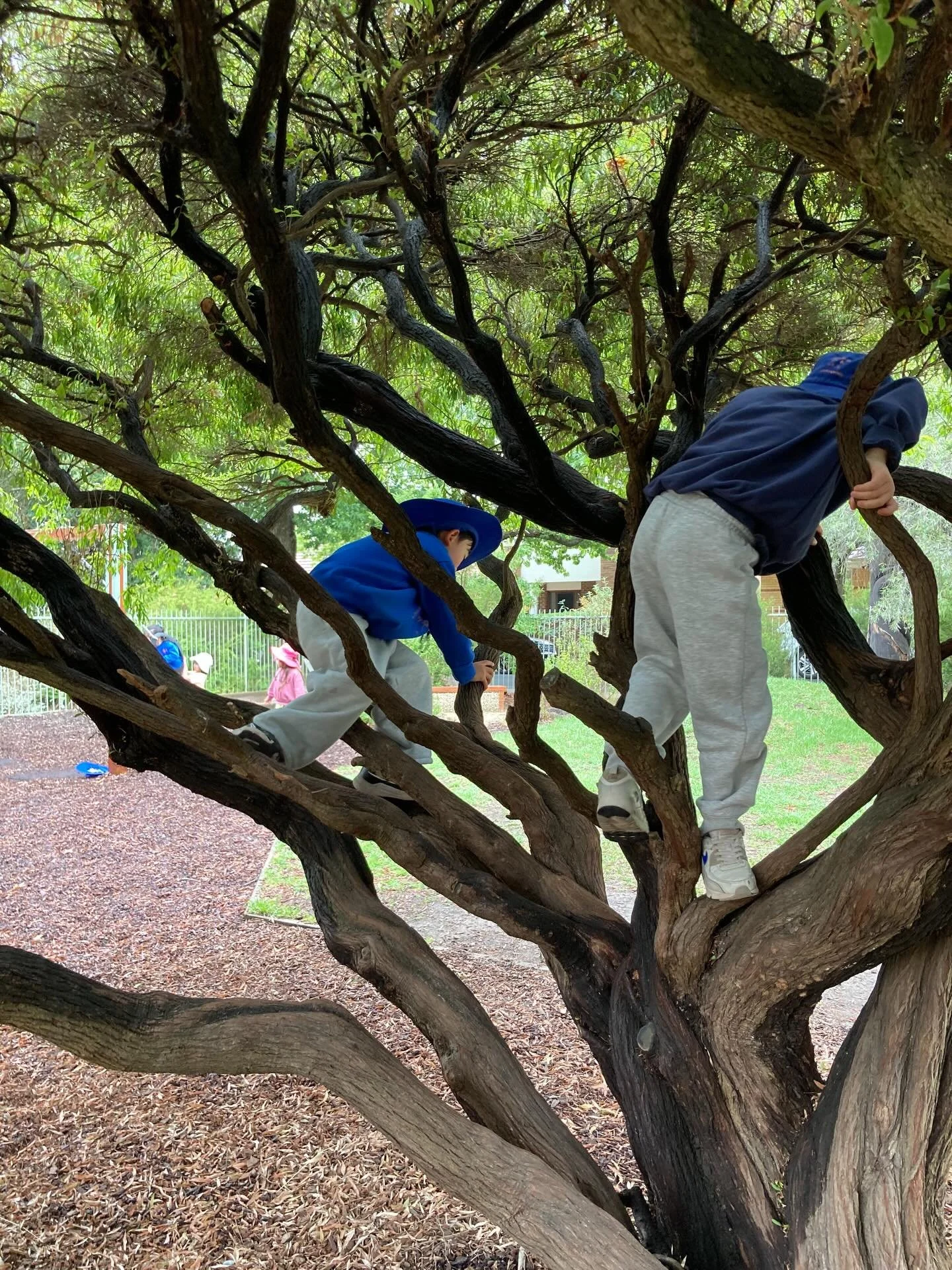 At PRK, the climbing tree is a place of meeting, interactions, curiosity, relationships, growing confidences and learning about oneself, in relation to others.&nbsp;
Children are encouraged to climb, explore, and challenge themselves in safe and supp