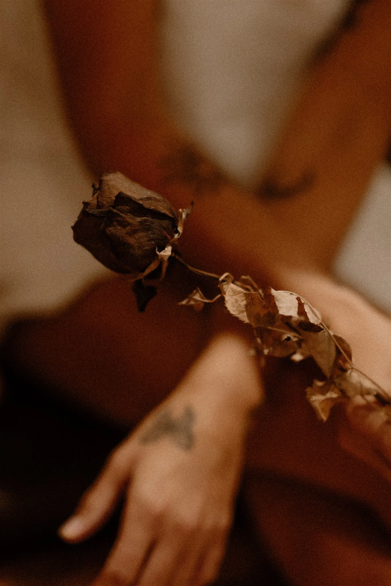 Hands holding dried rose and botanicals