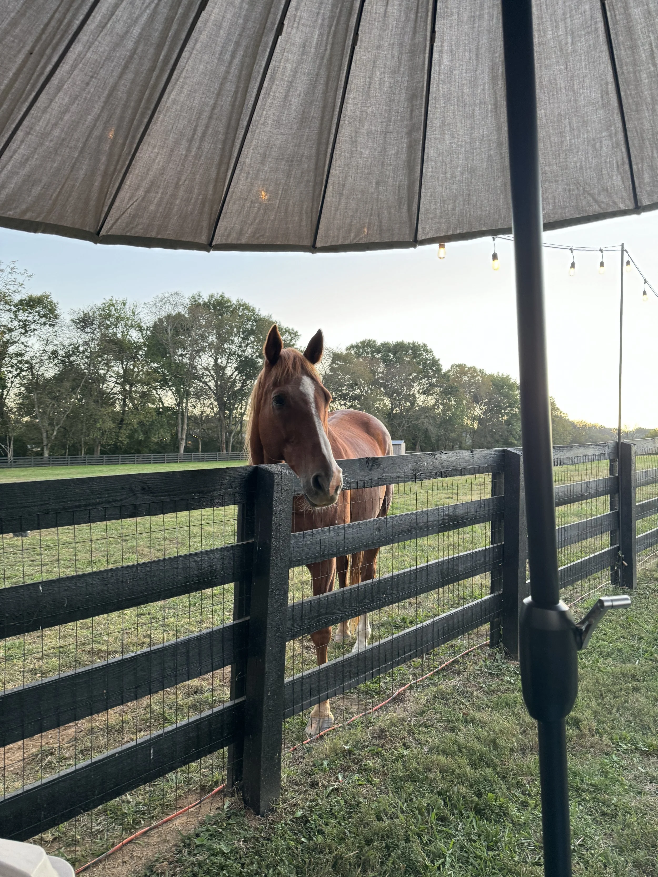 A horse standing behind a black wooden fence in a field, viewed from under a large gray umbrella with string lights hanging above.