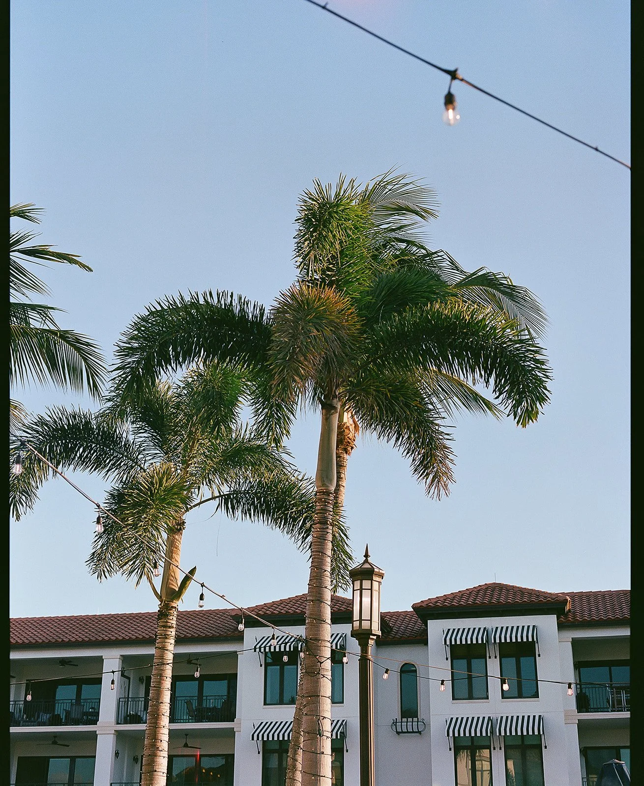 Tall palm trees in front of a white building with black and white striped awnings, string lights overhead, and a clear blue sky.