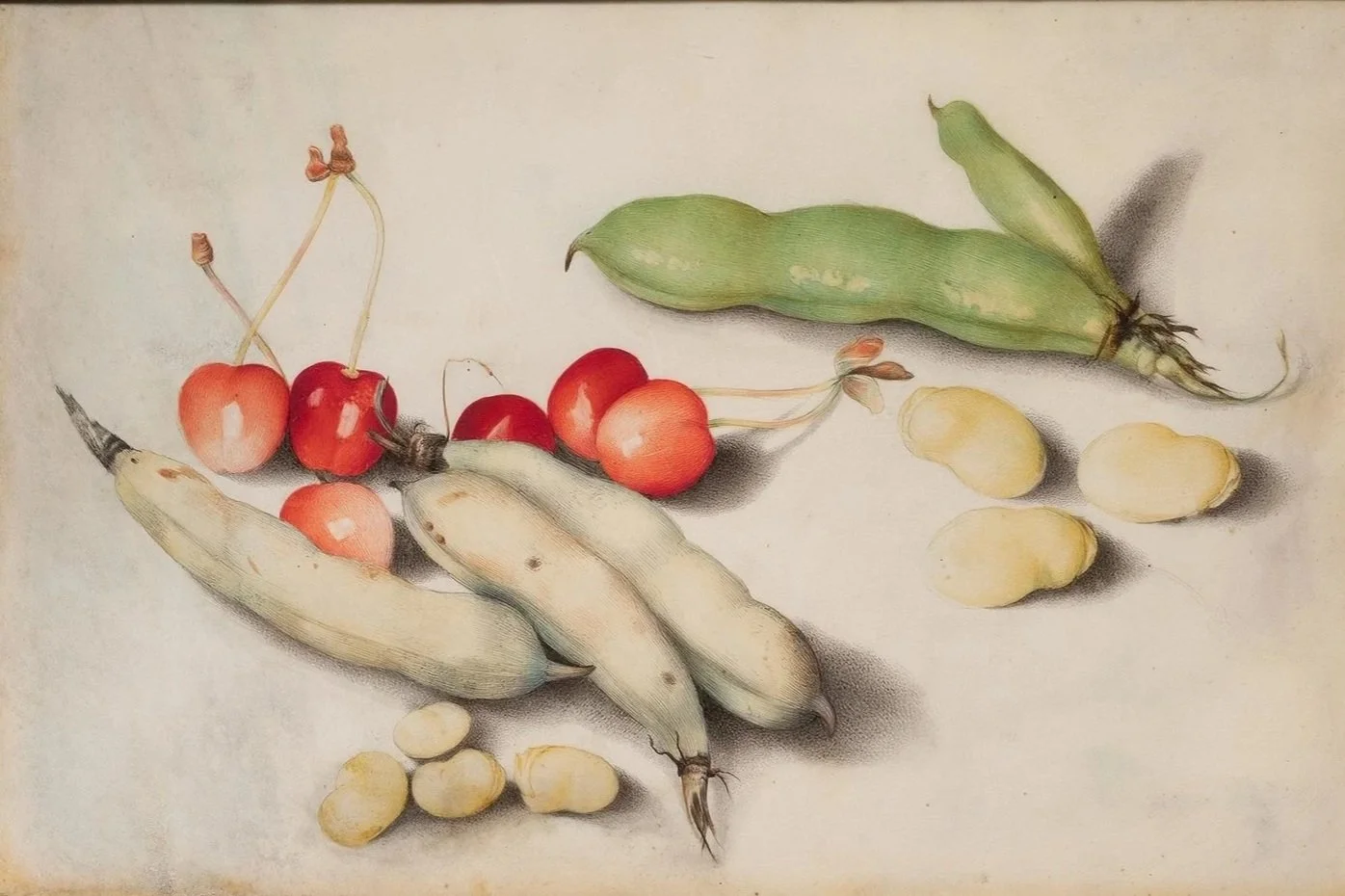 A botanical illustration of various fruits including cherries, bananas, a green pod, and small yellow fruit on a plain background.