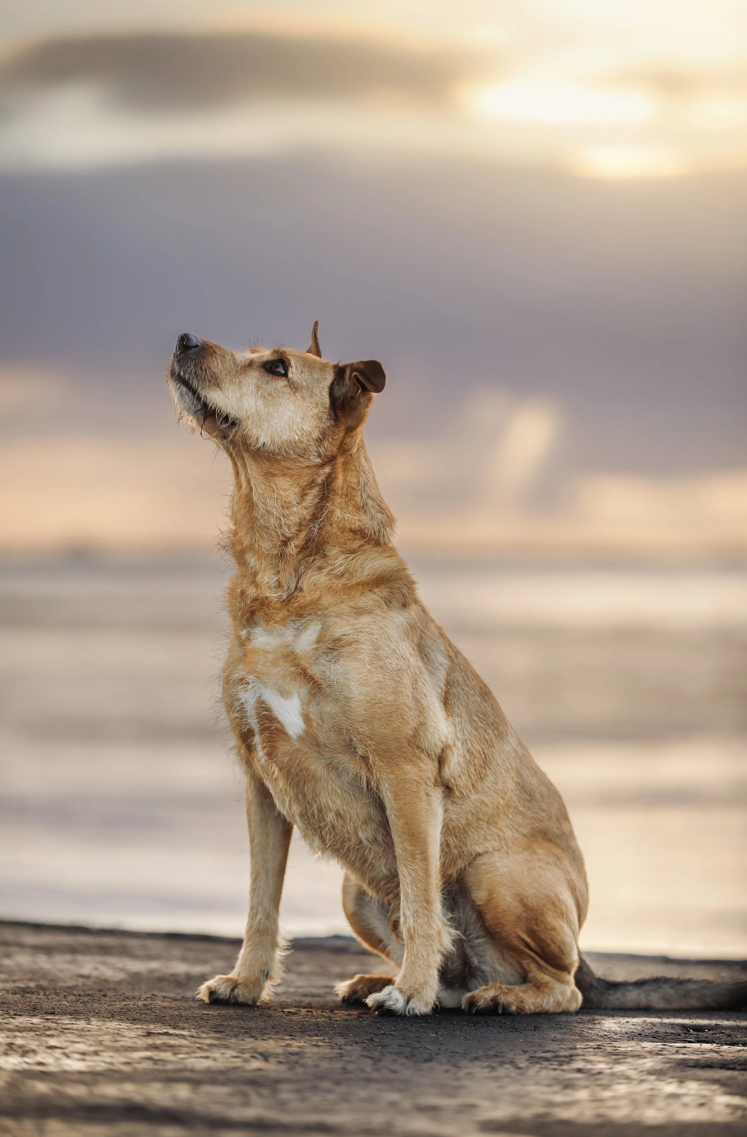 Ein Hund sitzt auf einer sandigen Oberfläche bei Sonnenuntergang, Blick nach oben gerichtet, mit einem bewölkten Himmel im Hintergrund.