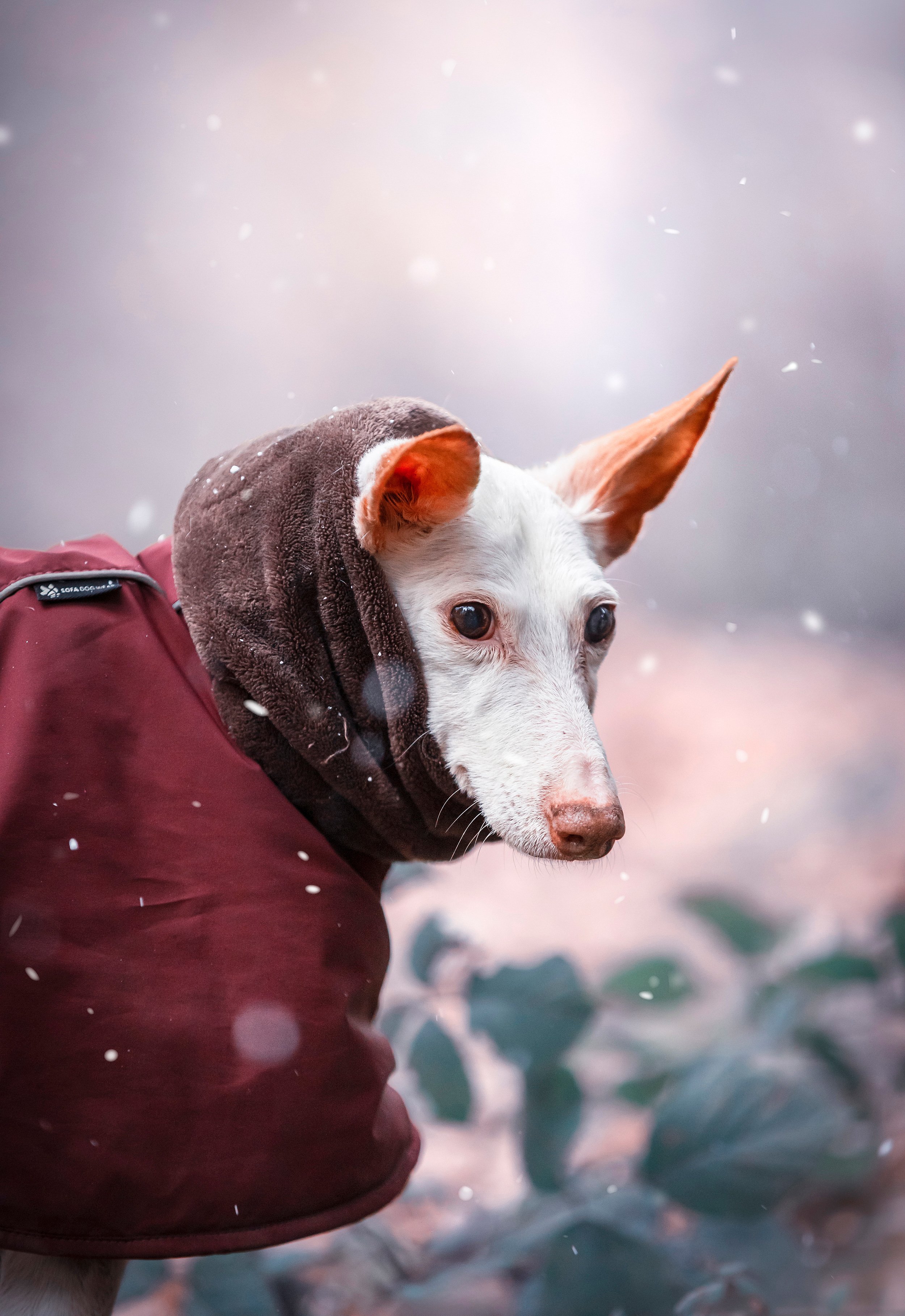 Ein Weißer Hund mit einem braunen Ohrrand trägt eine rote Jacke und einen braunen Kapuzenpullover, die in Schneefall stehend fotografiert wurde.