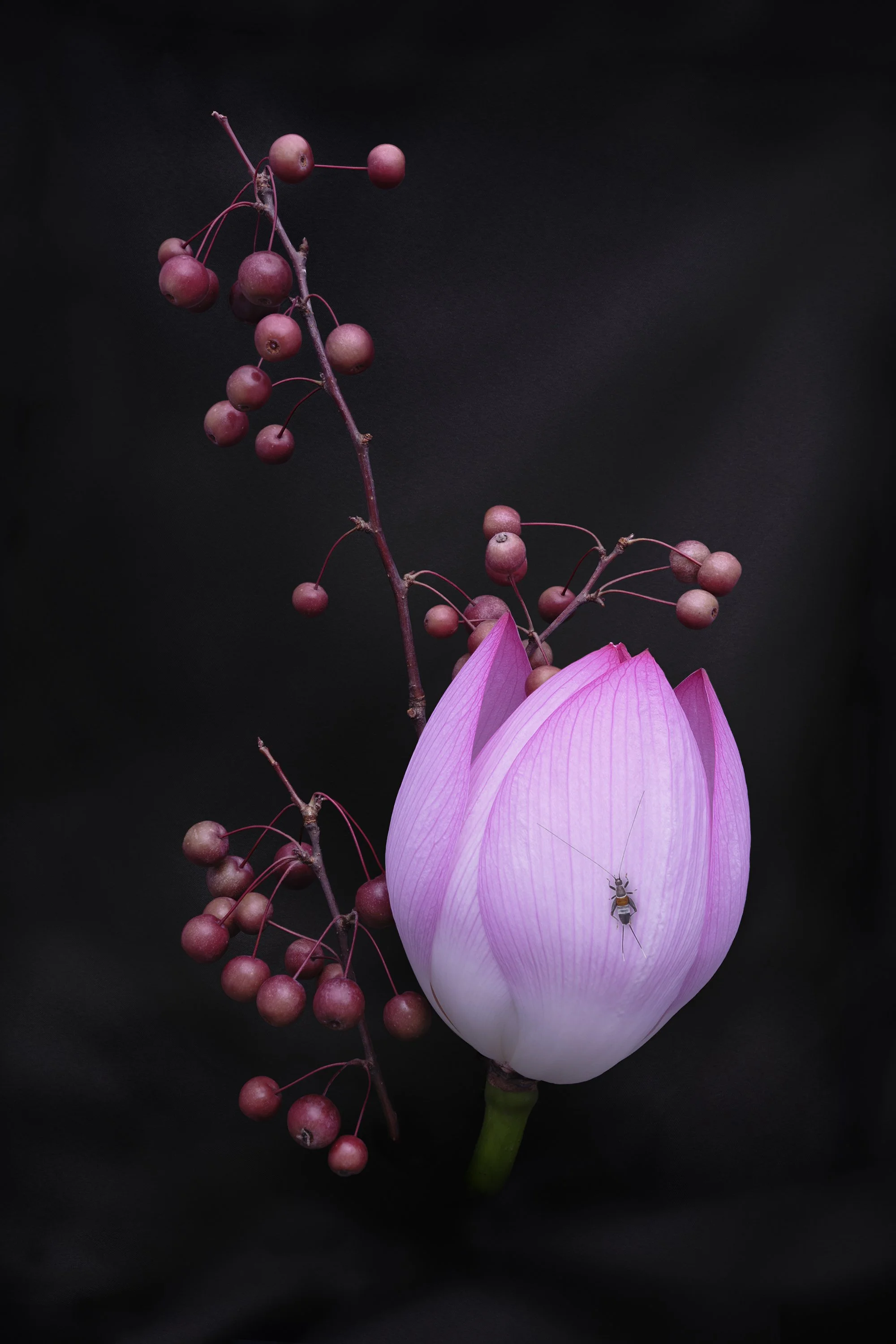Crickets
  © Laurence Kubski