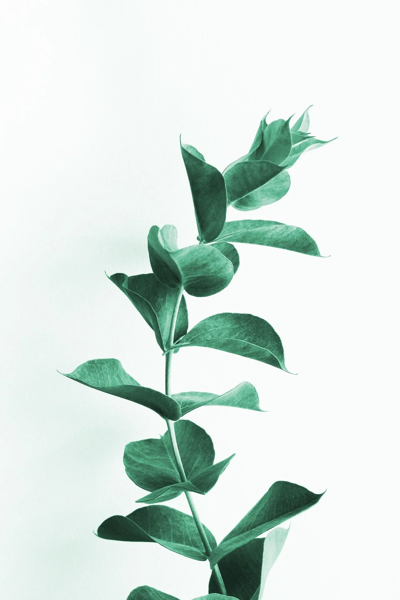 A single green leafy plant stem with multiple leaves extending outward against a plain light background.