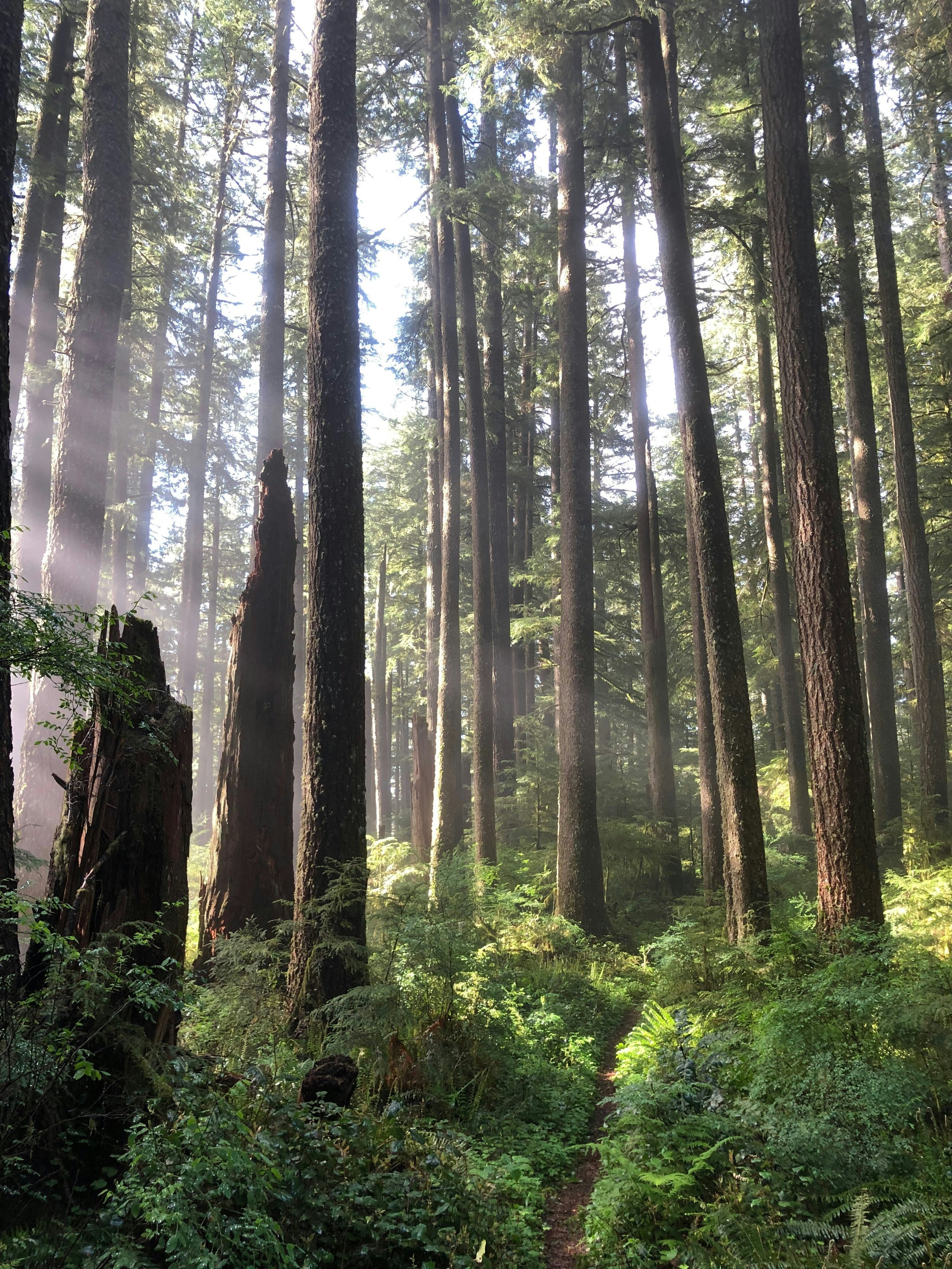 Sunlight filters through tall evergreen trees in a dense forest, illuminating lush green foliage at ground level.
