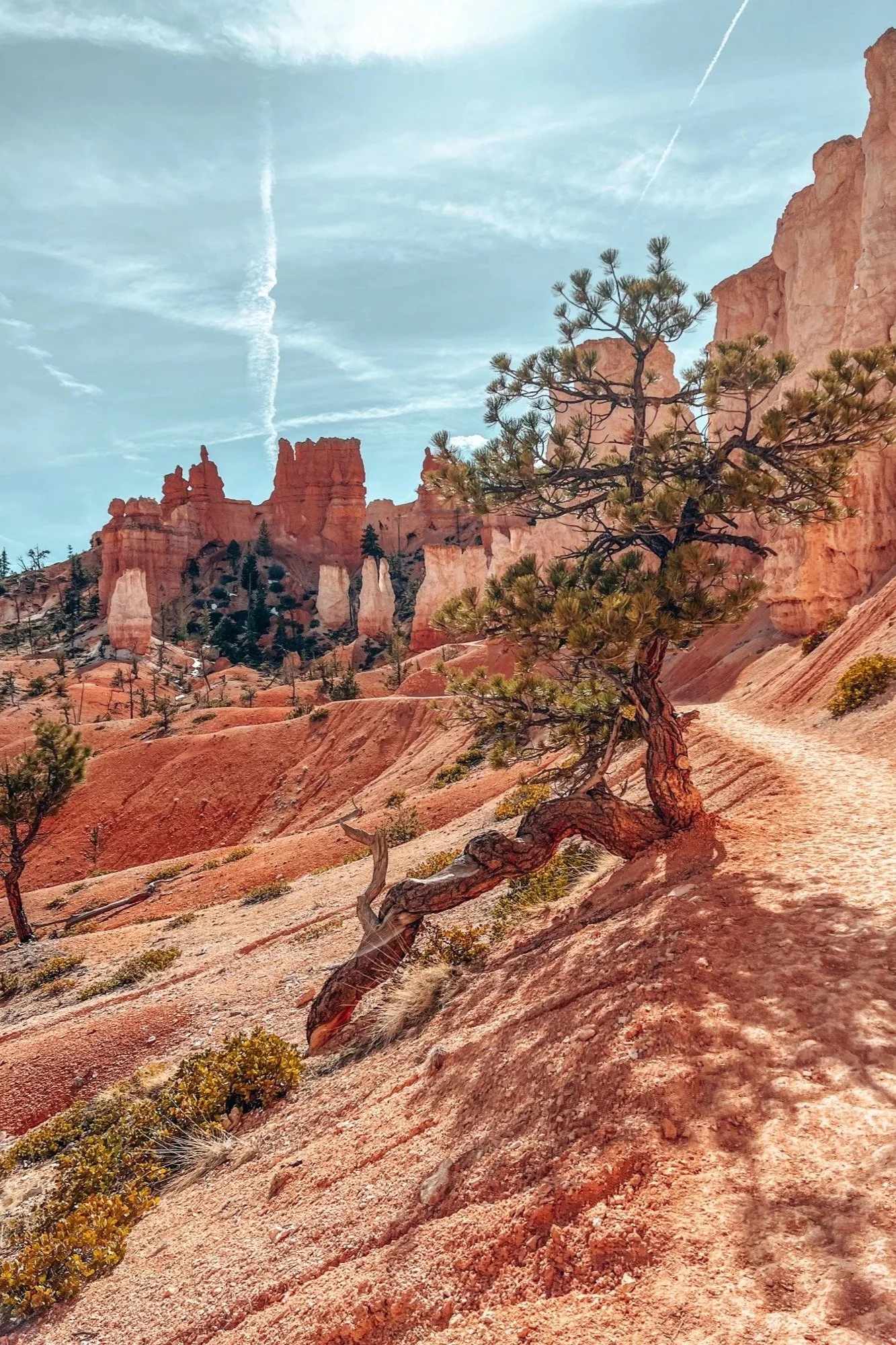 A desert landscape featuring red rock formations, a twisted pine tree in the foreground, and a blue sky with a few clouds and contrails.