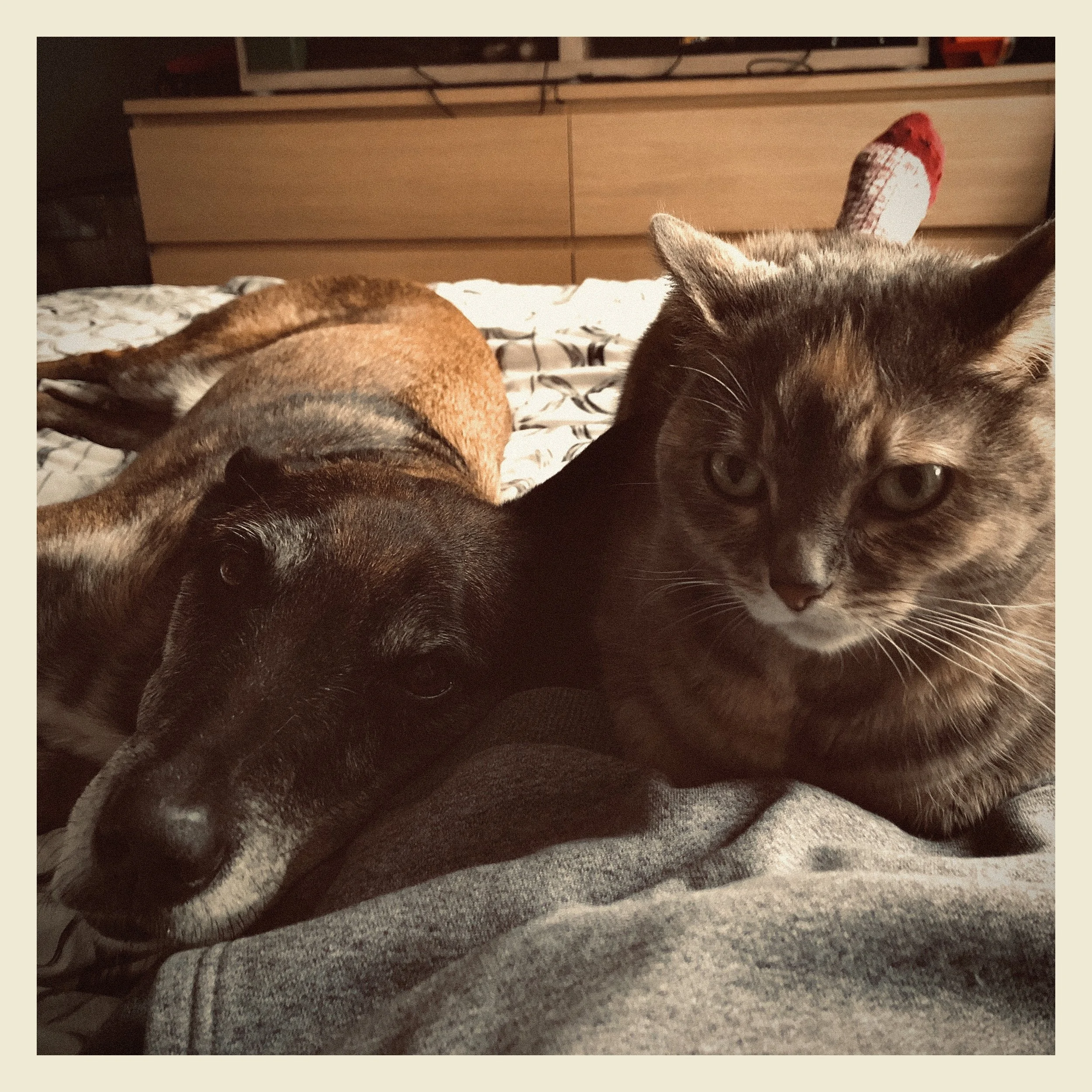 A close-up of a dog lying on a bed with a blanket, and a cat resting on a cushion nearby.