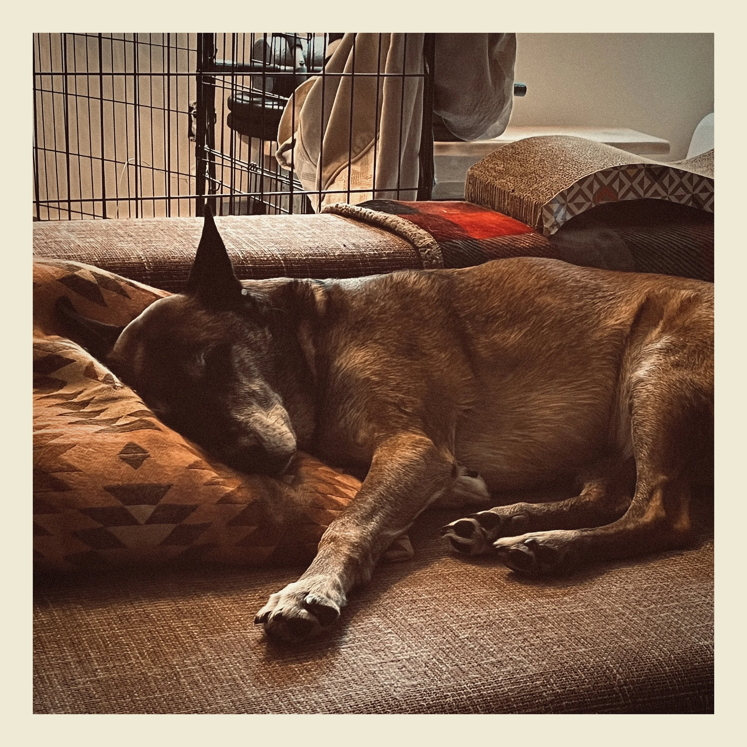 A dog lying on a textured brown carpet, partially inside a black wire enclosure, with a blanket and some pillows nearby.