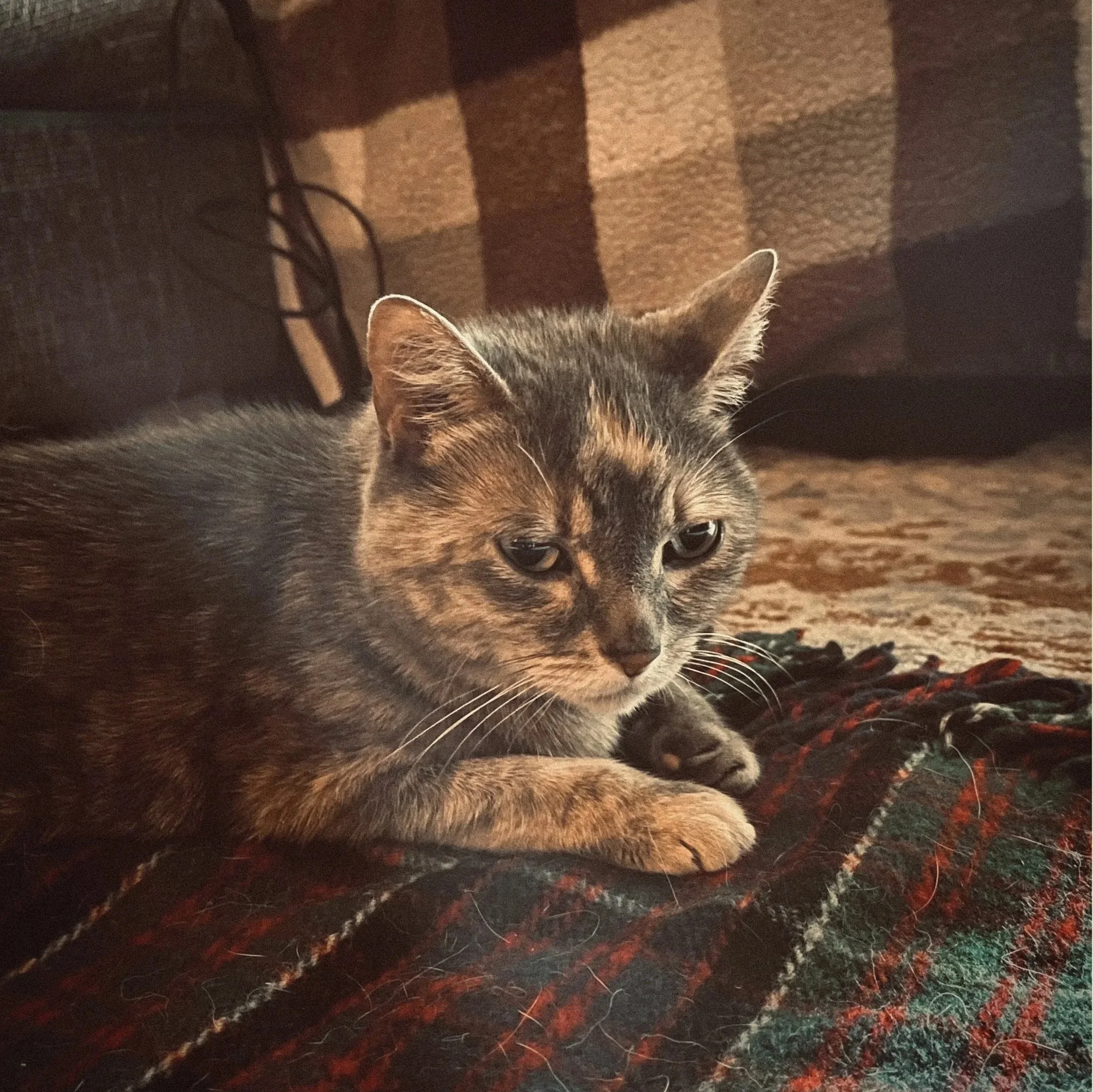 Close-up of a gray tabby cat with green eyes and pointed ears, sitting on a patterned rug indoors.