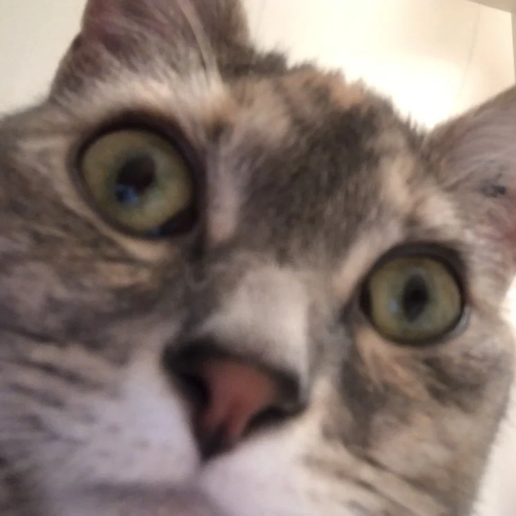 Close-up of a gray and white cat with green eyes.