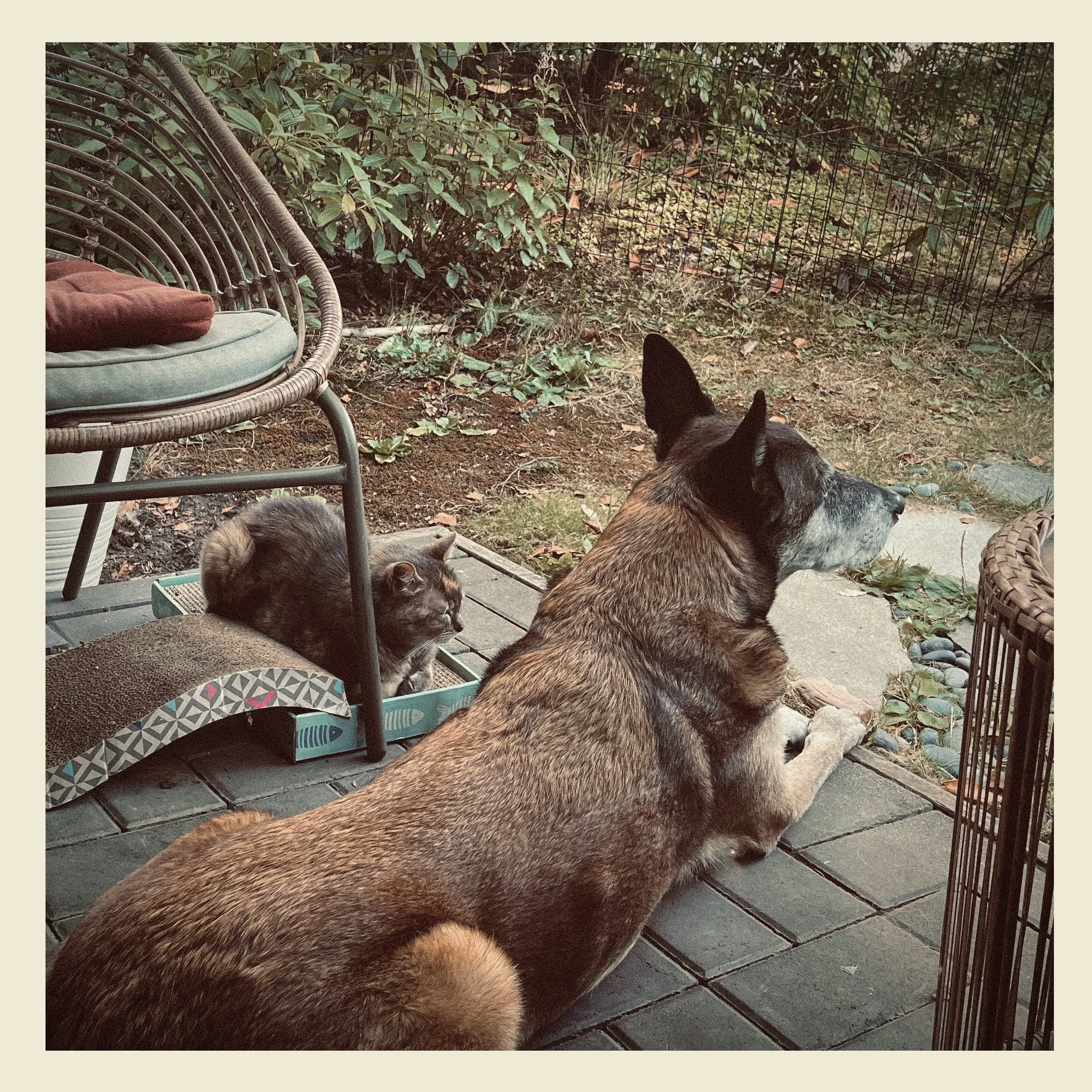 A dog and a cat sitting on a porch near a metal fence with bushes and fallen leaves in the background.