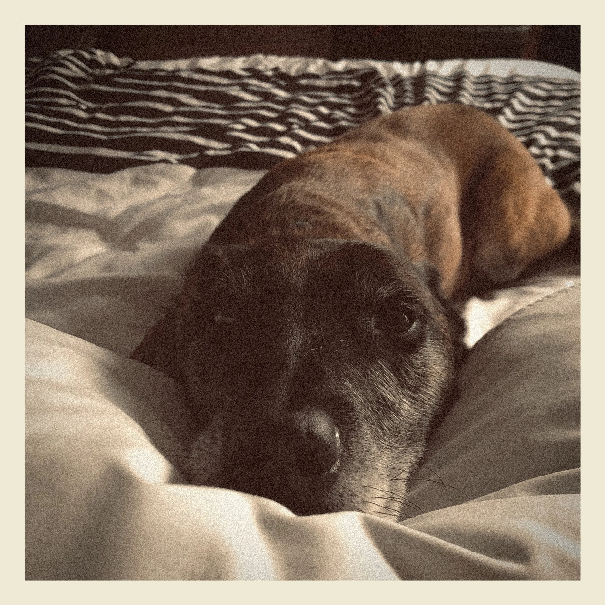 Close-up of a dog’s face resting on a white pillow, with a bed that has striped bedding in the background.