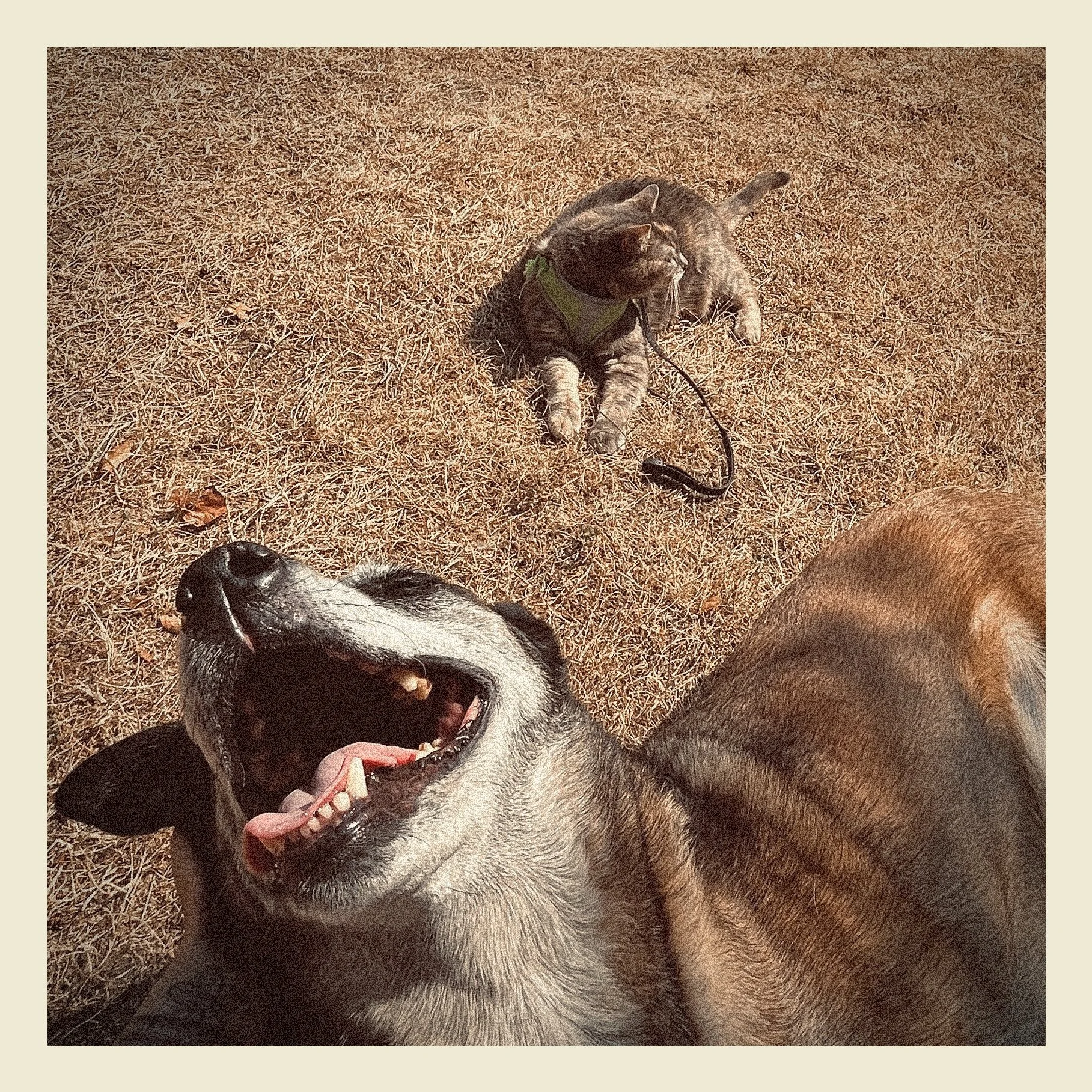 Three dogs lying on the ground, one with its mouth open and tongue out, one with a leash, and a third dog partially visible in the bottom right corner.