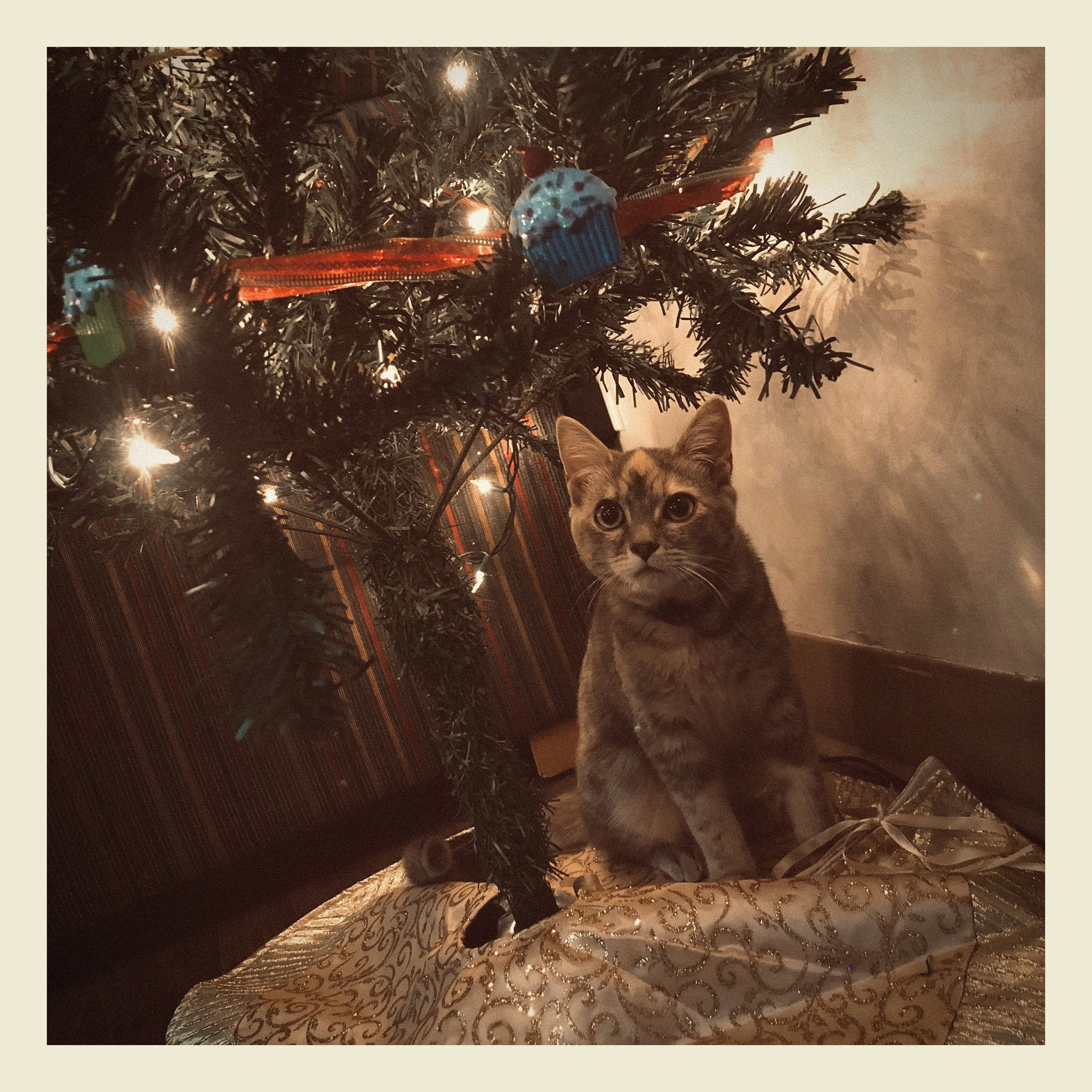 A close-up of a decorated Christmas tree with ornaments and lights, with a partially visible cat in the foreground on a patterned tablecloth.