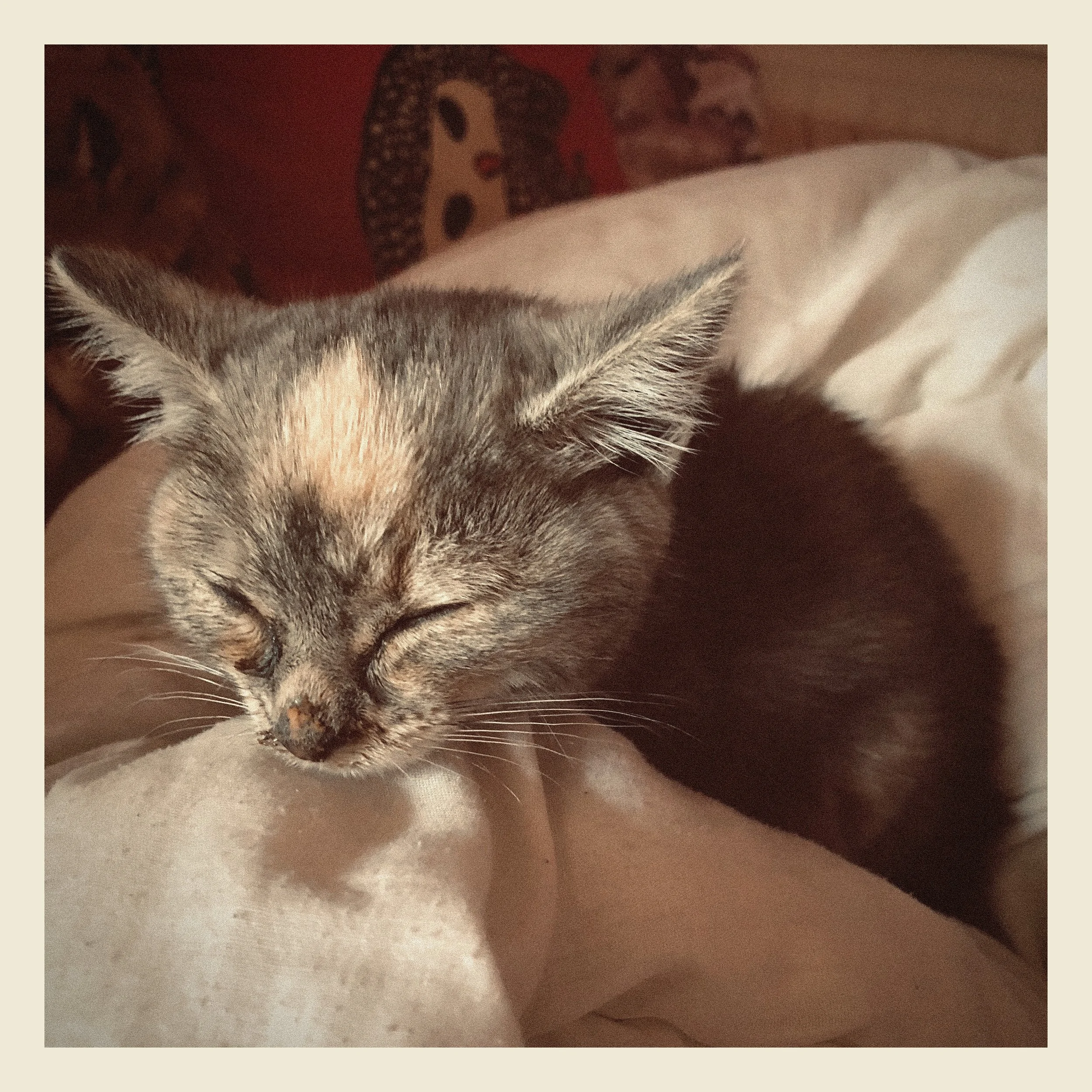 Close-up of a sleeping kitten with gray and white fur, resting on a soft surface.