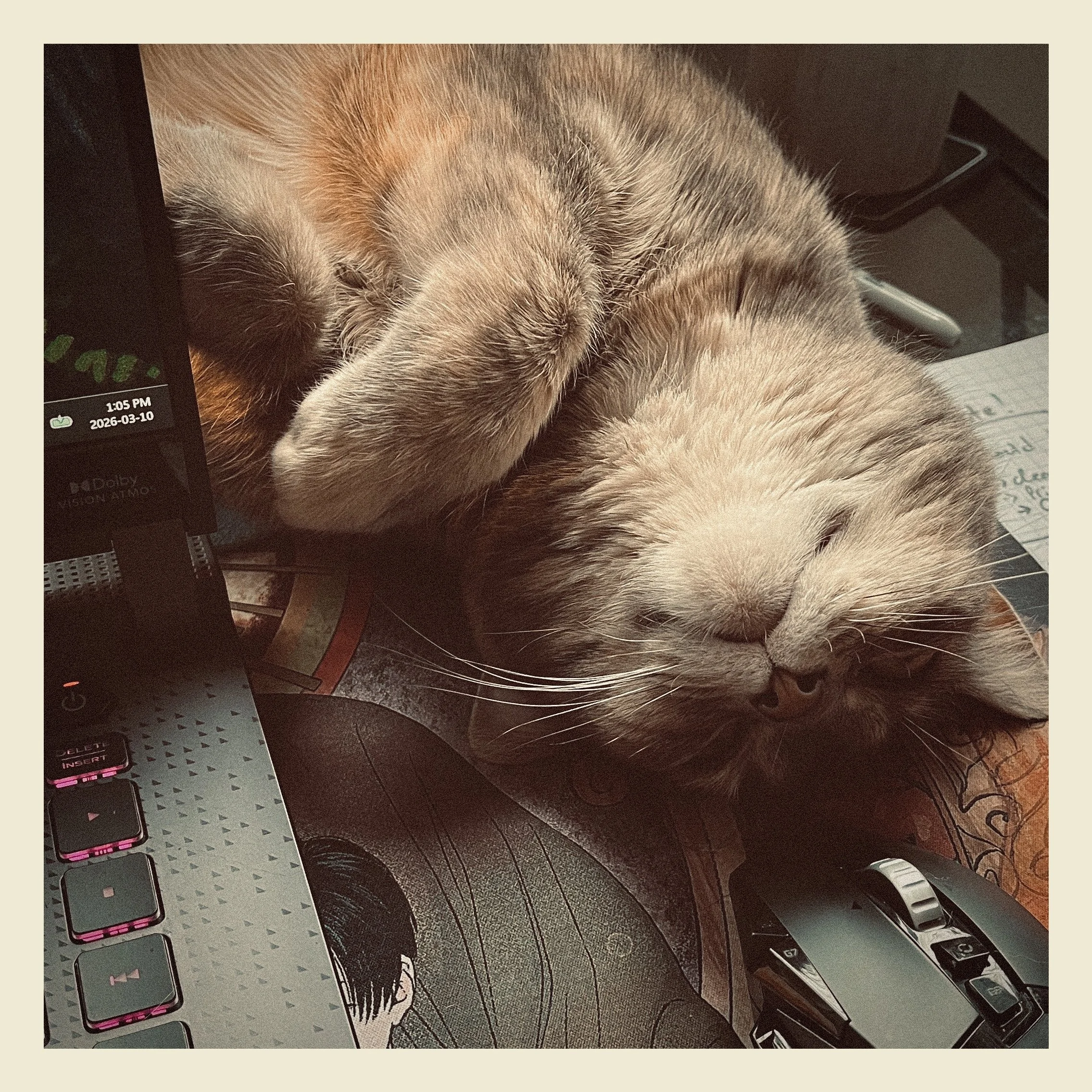 Close-up of a sleeping cat resting on a keyboard and laptop.