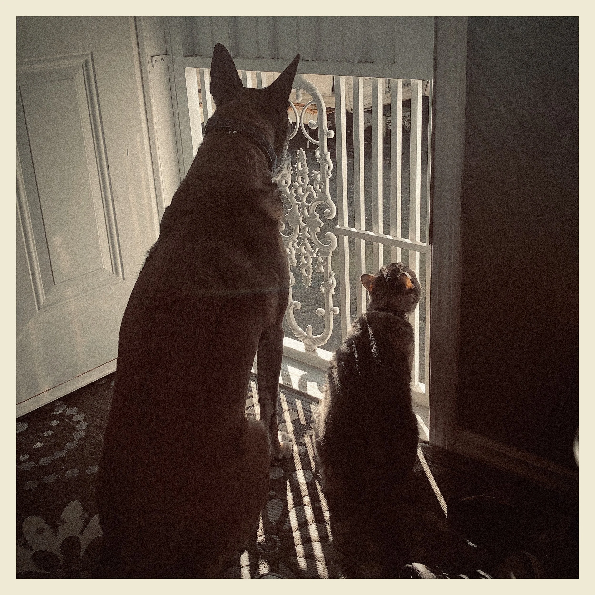 A large dog and a smaller cat sit together inside a house, looking out through a glass door at a porch with a decorative white metal railing.