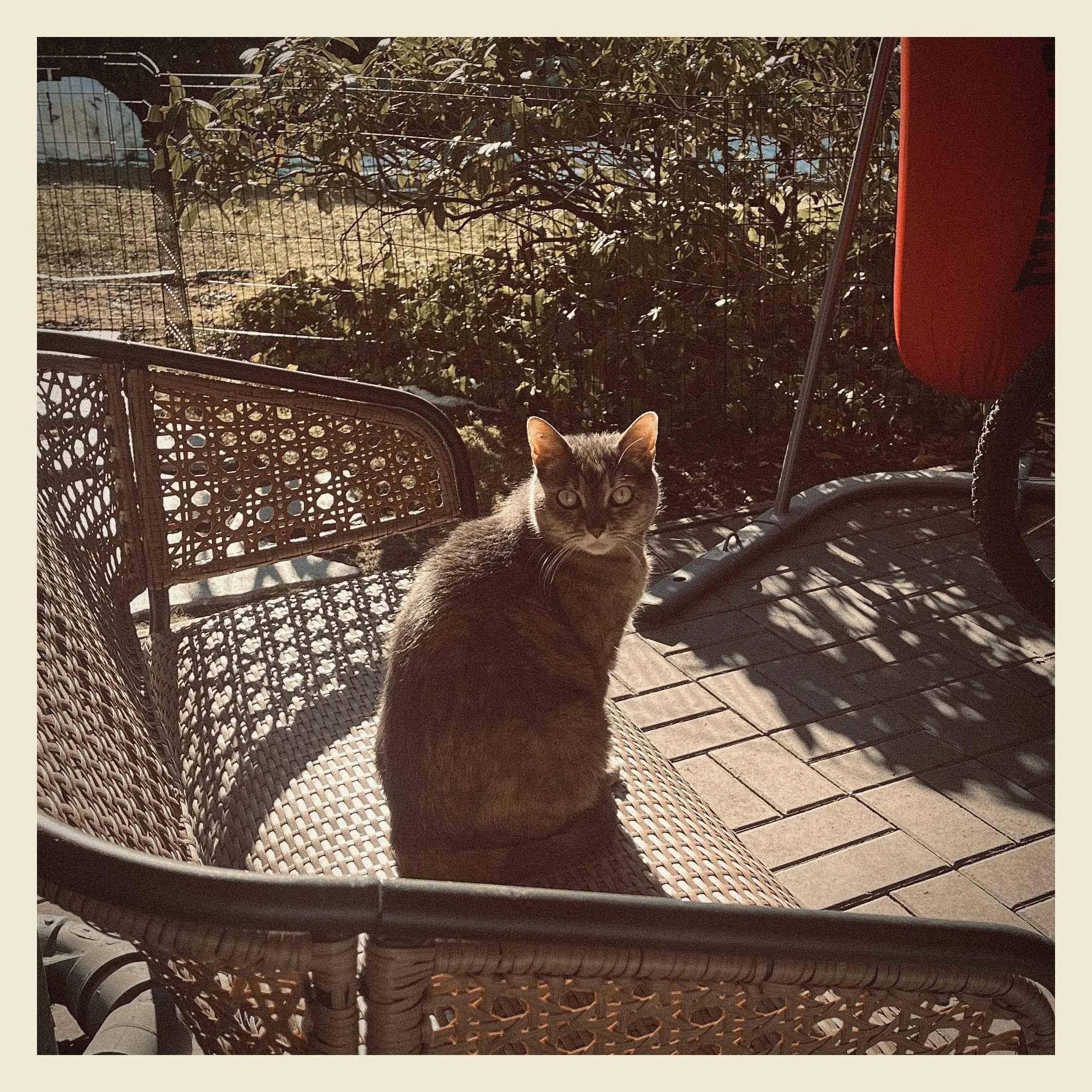 Cat sitting on a wicker chair on a porch with a metal table, outdoor furniture, and a backyard with bushes and a wire fence.