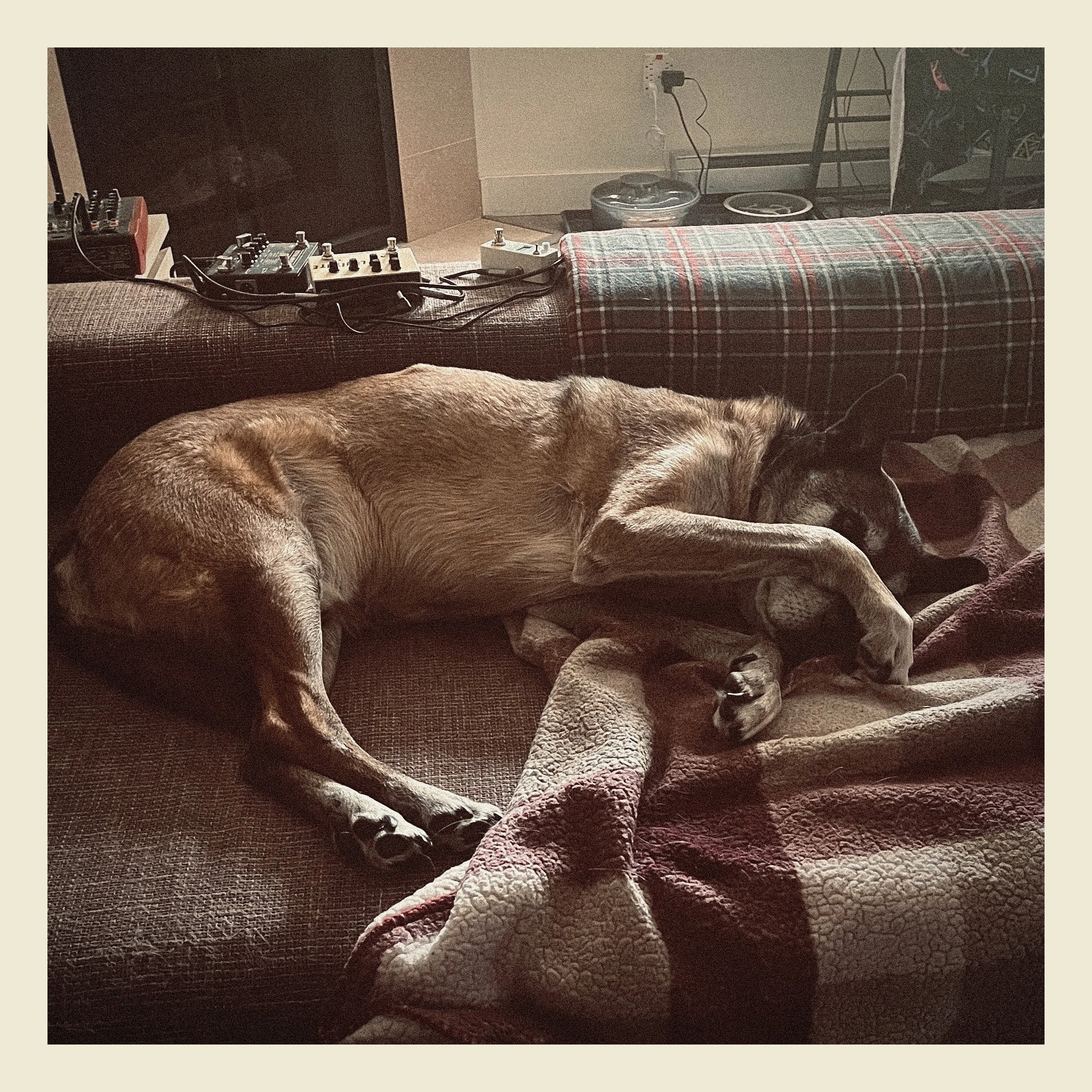 A brown dog lying on a blanket on a couch, with electronic devices and a blanket with a plaid pattern in the background.