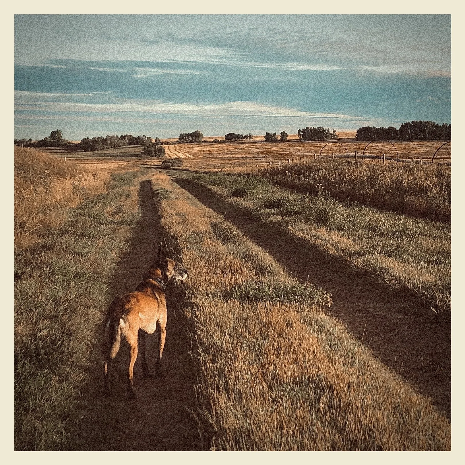 A dog walking on a dirt path through a golden field with a partly cloudy sky overhead and trees in the distance.