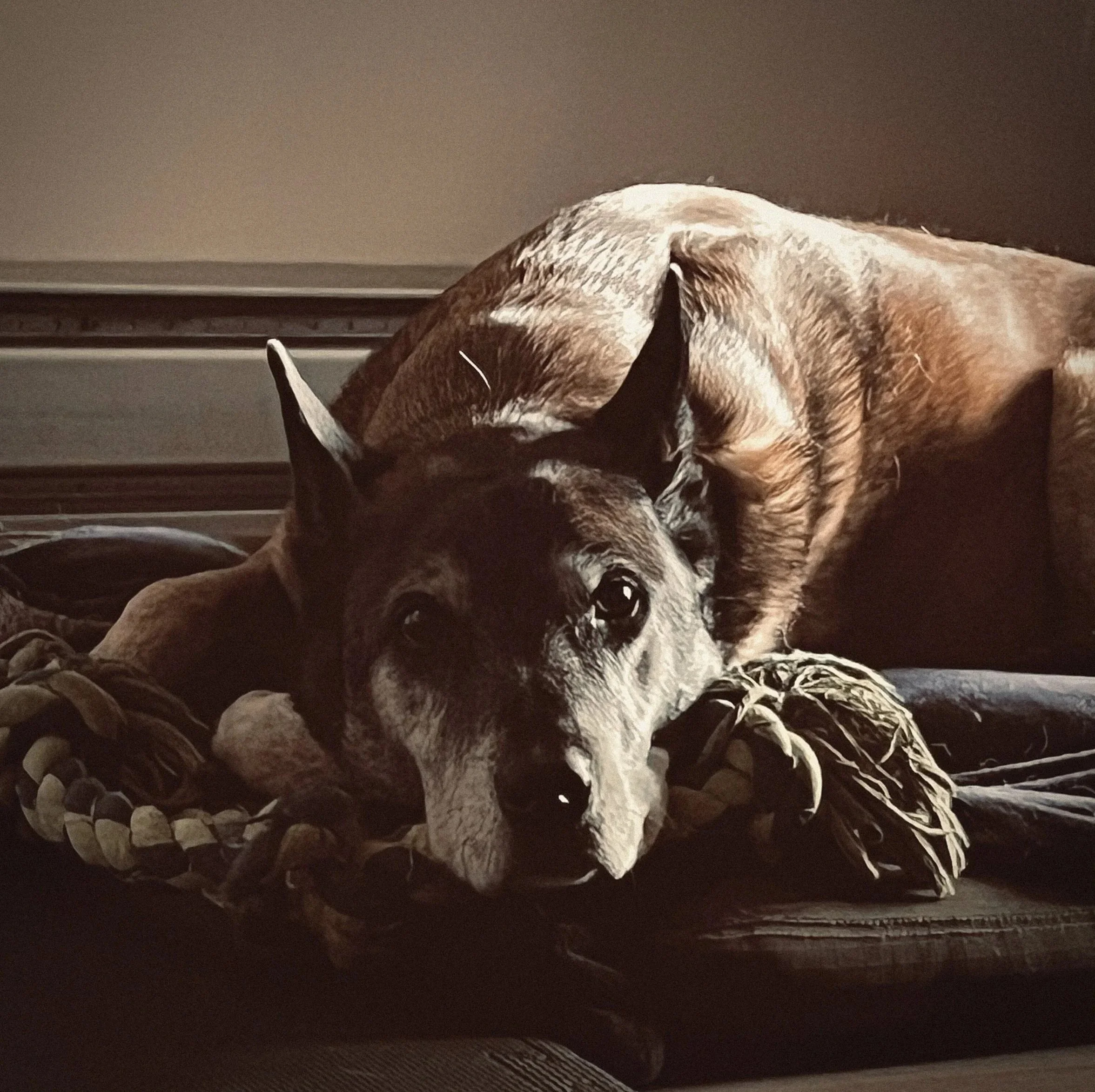 A dog lying on a blanket beneath a wall with beige paint and a metal heating or cooling radiator.
