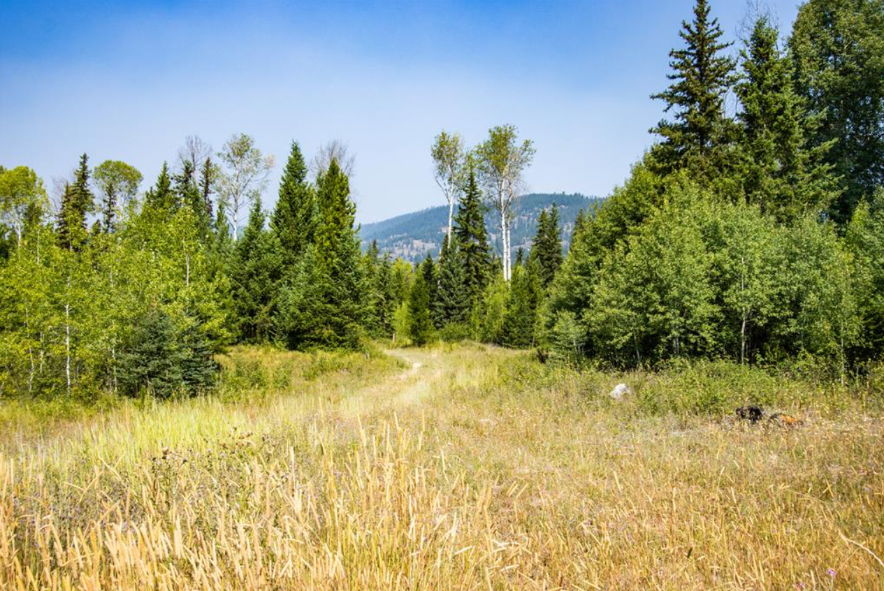 A meadow with tall grasses and wildflowers, bordered by a dense forest of green trees under a clear blue sky.