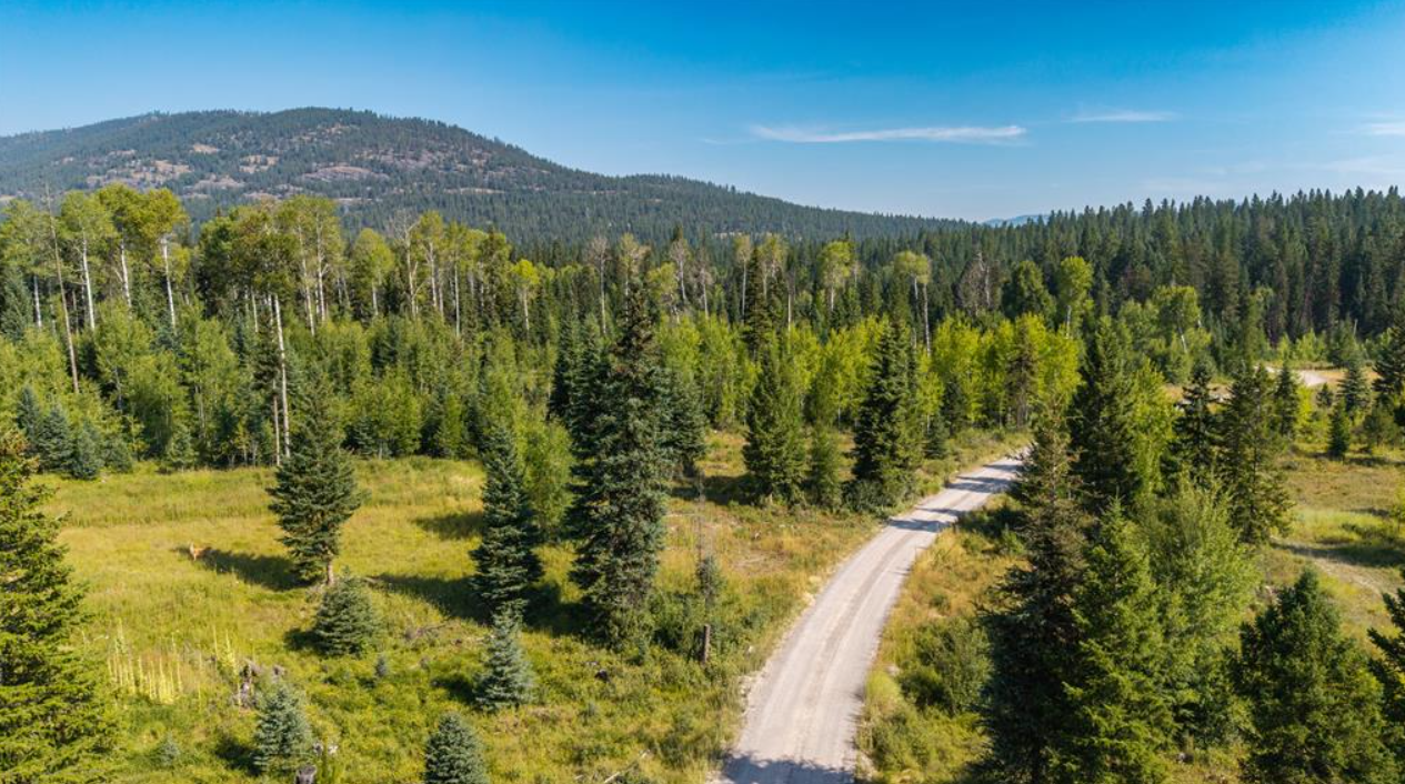 A mountain landscape with a gravel road winding through a dense forest of pine and deciduous trees, with mountains in the background under a blue sky.