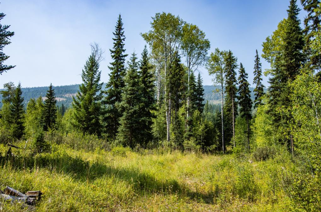 A forest scene with tall pine and aspen trees, green grass, and a clear blue sky.