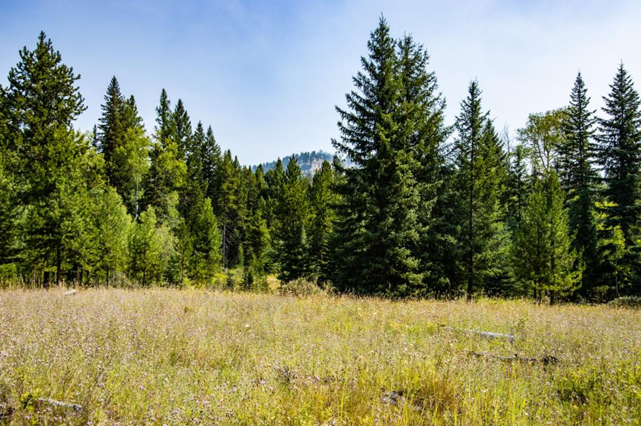 A forest clearing with tall pine trees in the background and wildflowers and grass in the foreground under a clear blue sky.