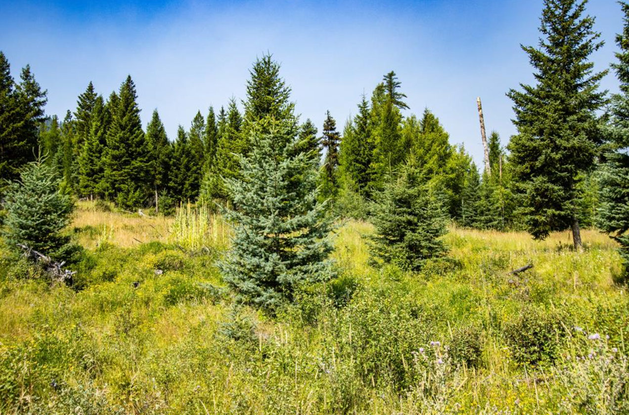 A forest scene with various green pine trees, some with dense foliage and others more sparse, under a clear blue sky. The ground is covered with grass and small wildflowers.